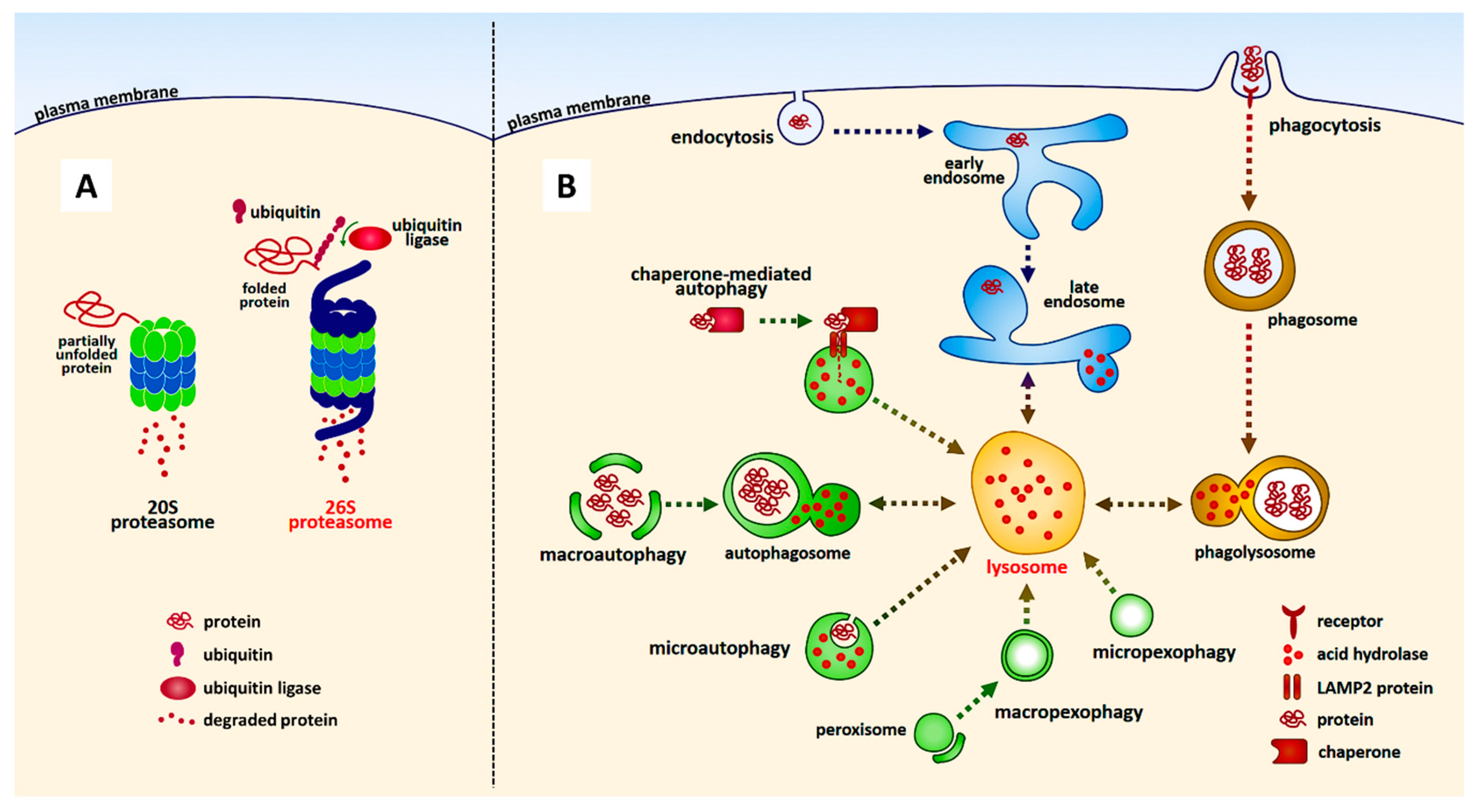 Пэт с тирозином. Убиквитин-конъюгирующий фермент. Ubiquitin-Proteasome Pathway. Parkinson's disease pathogenesis. Протеосома в апоптозе.
