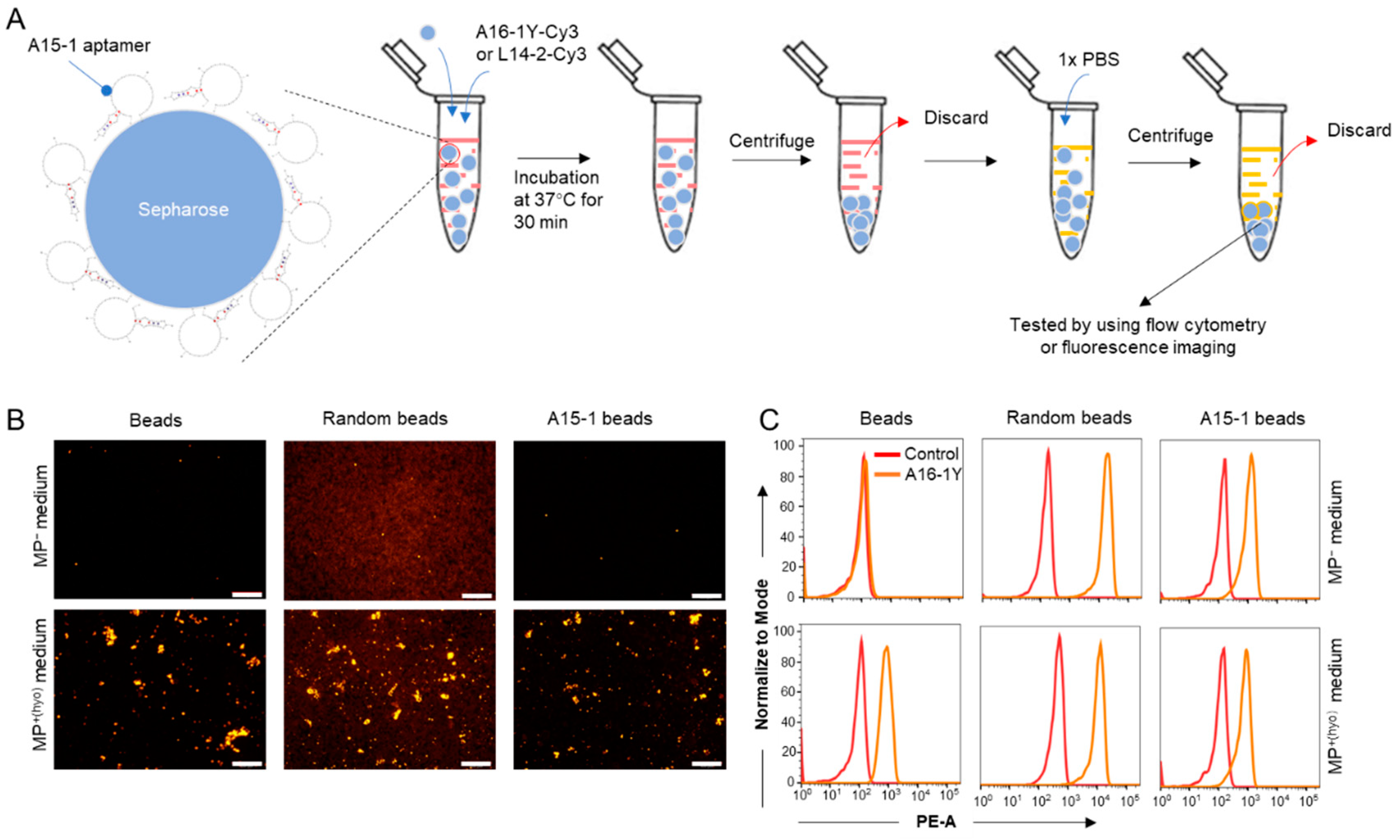 Mycoplasma Contamination In Cell Culture