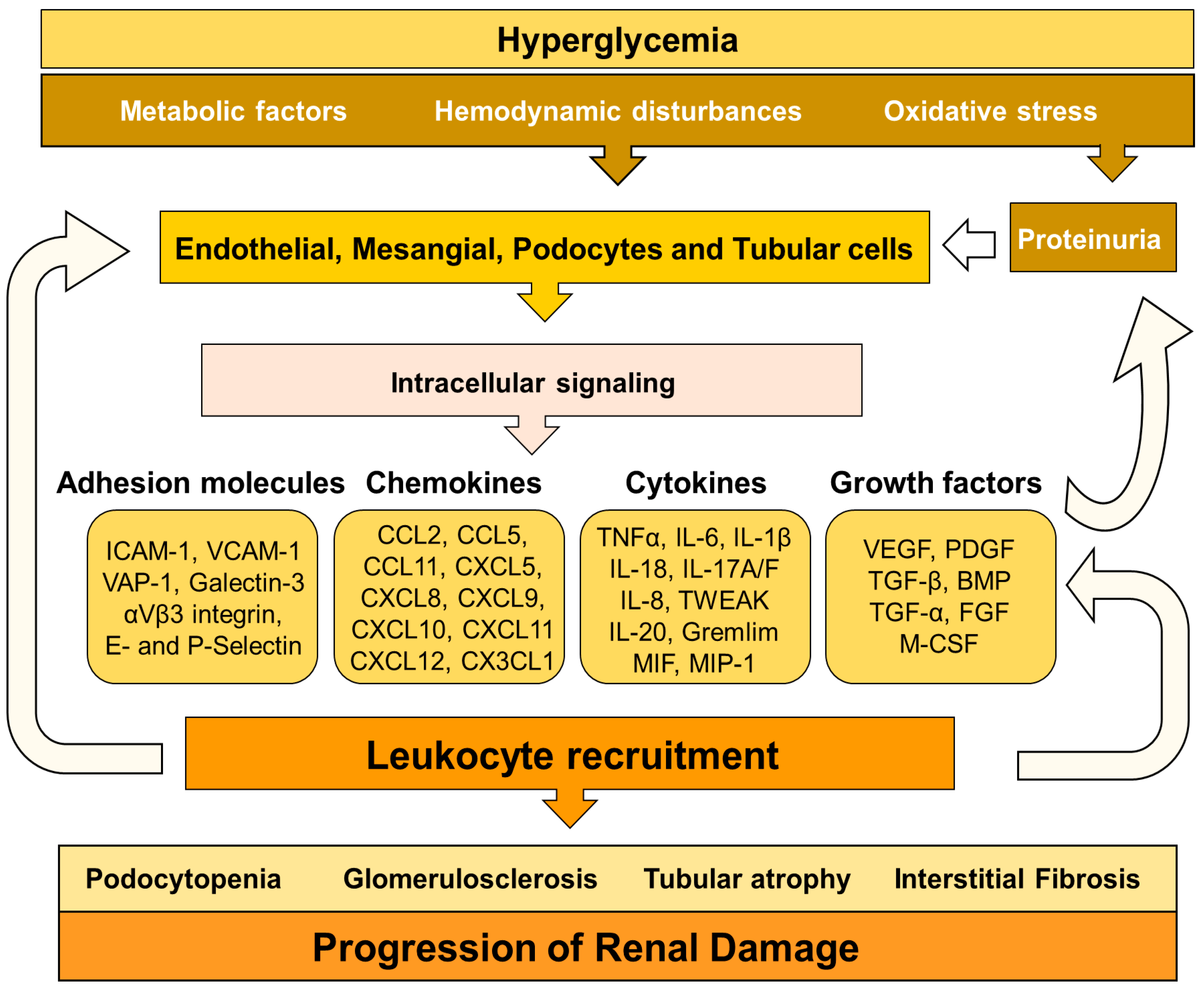 diabetic nephropathy harrison