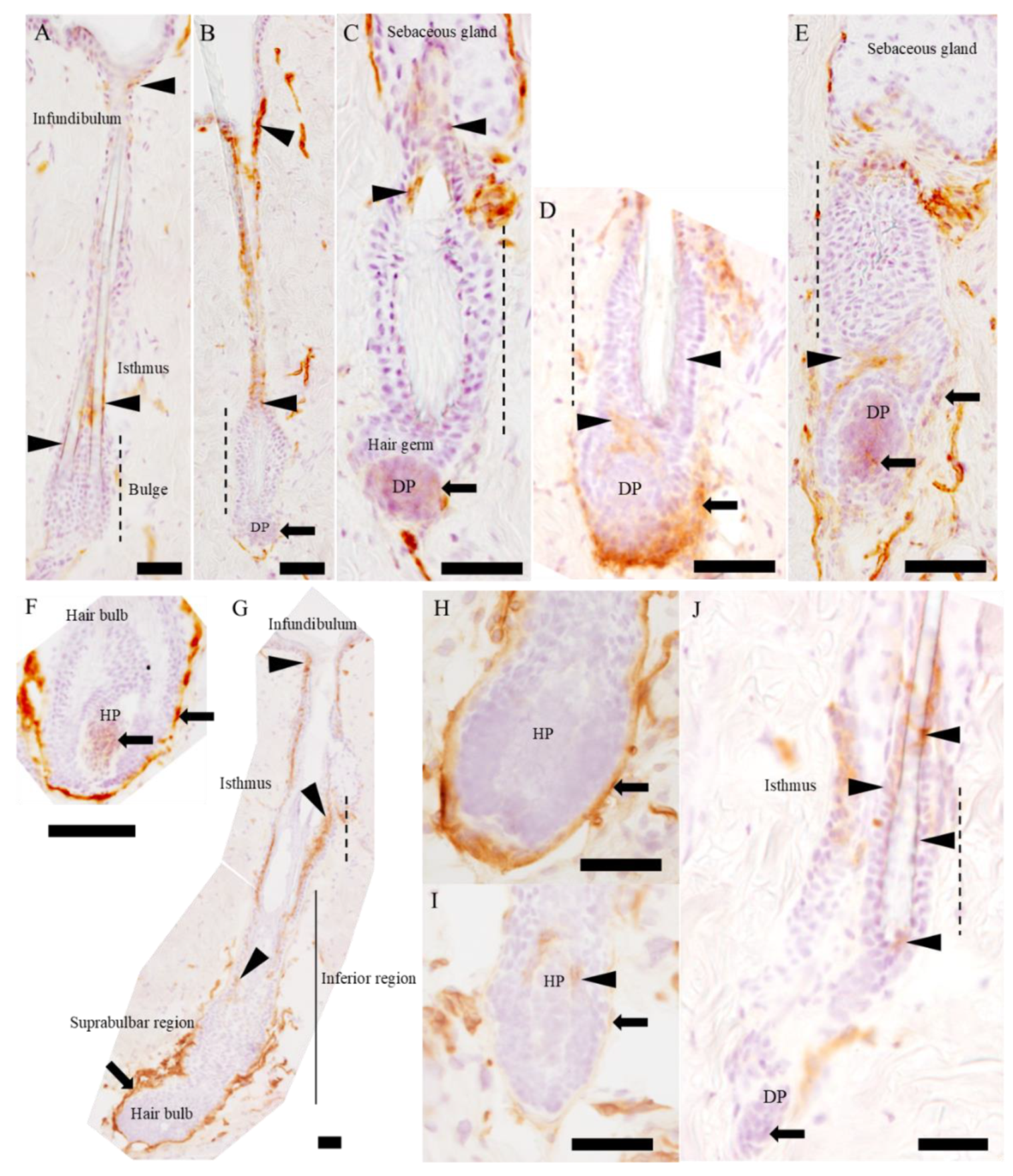 Ijms 21 03806 g003 Ijms 21 03806 g003