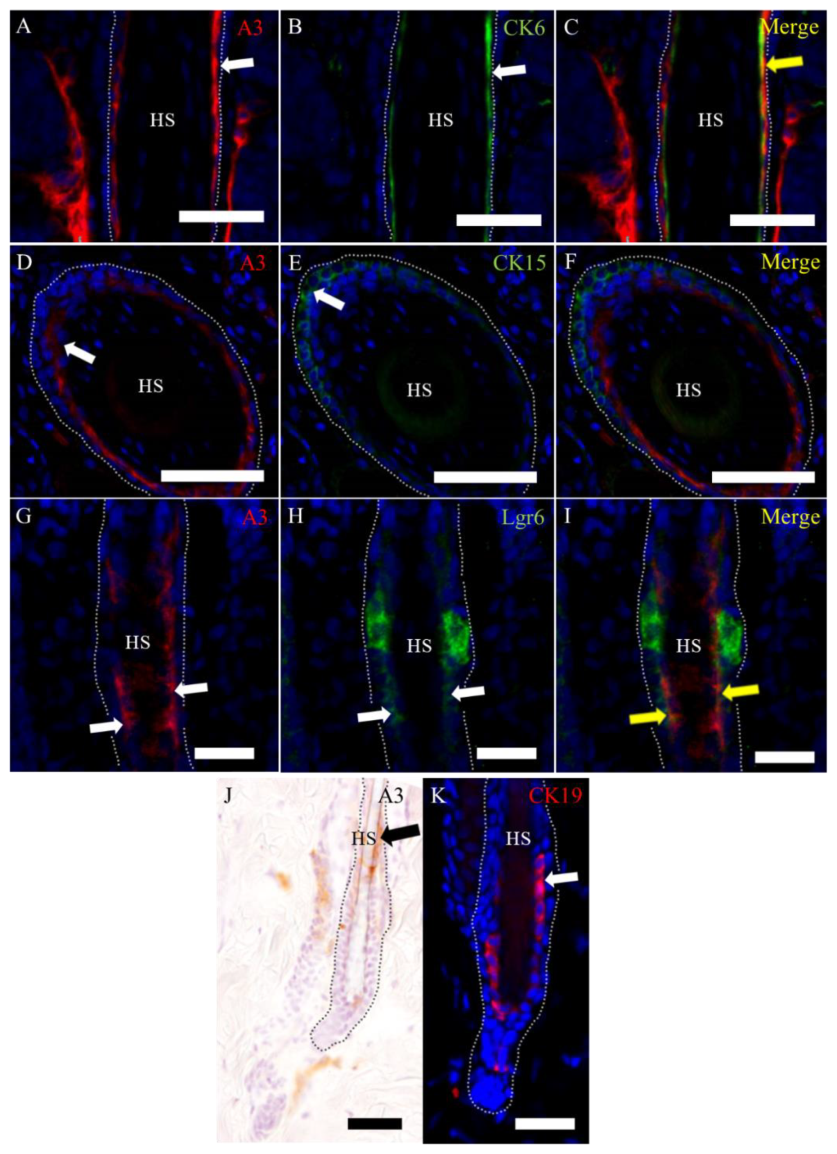 Ijms 21 03806 g004 Ijms 21 03806 g004