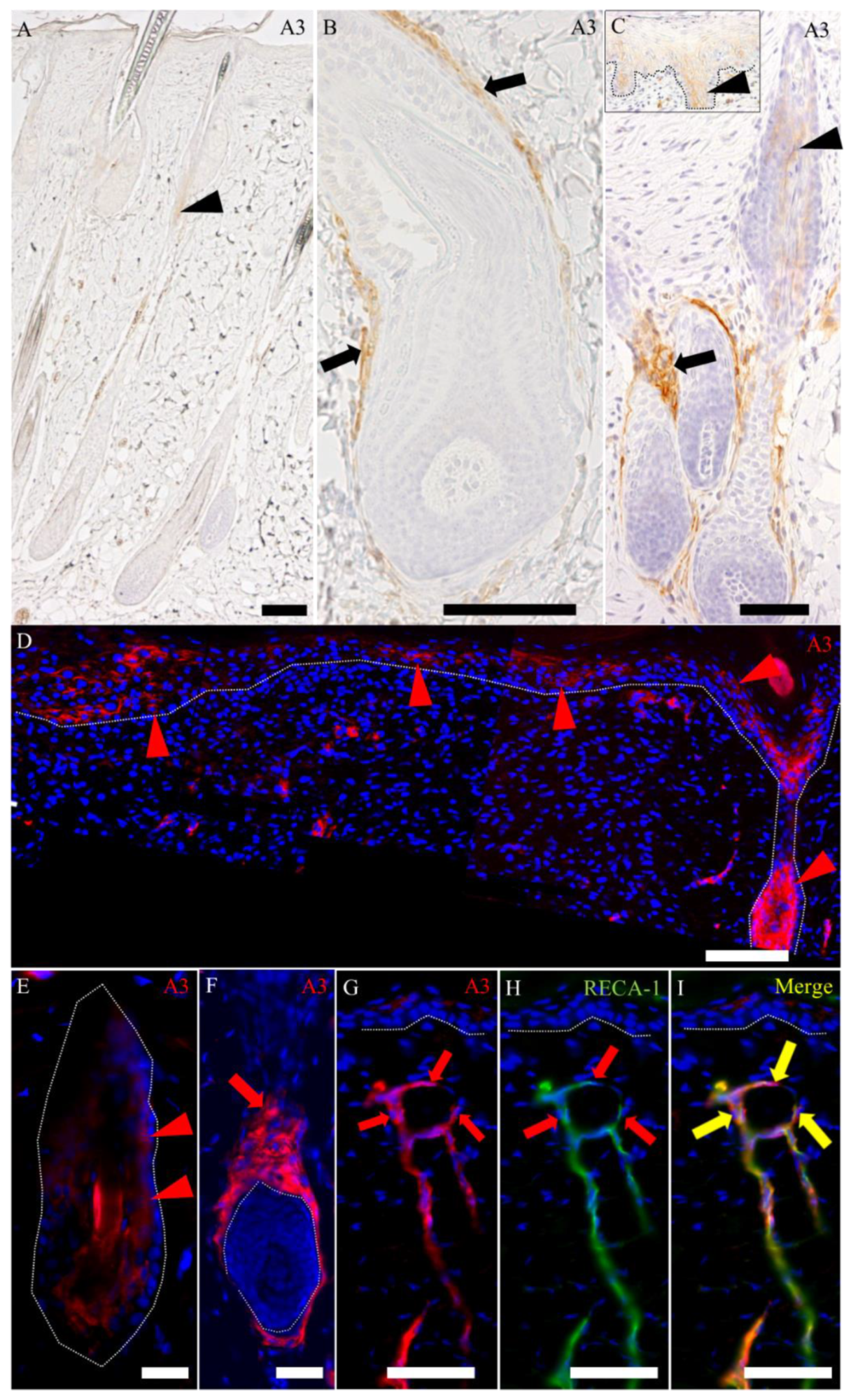 Ijms 21 03806 g007 Ijms 21 03806 g007