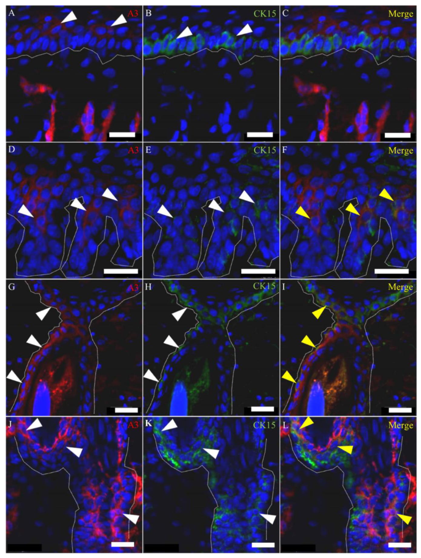 Ijms 21 03806 g008 Ijms 21 03806 g008