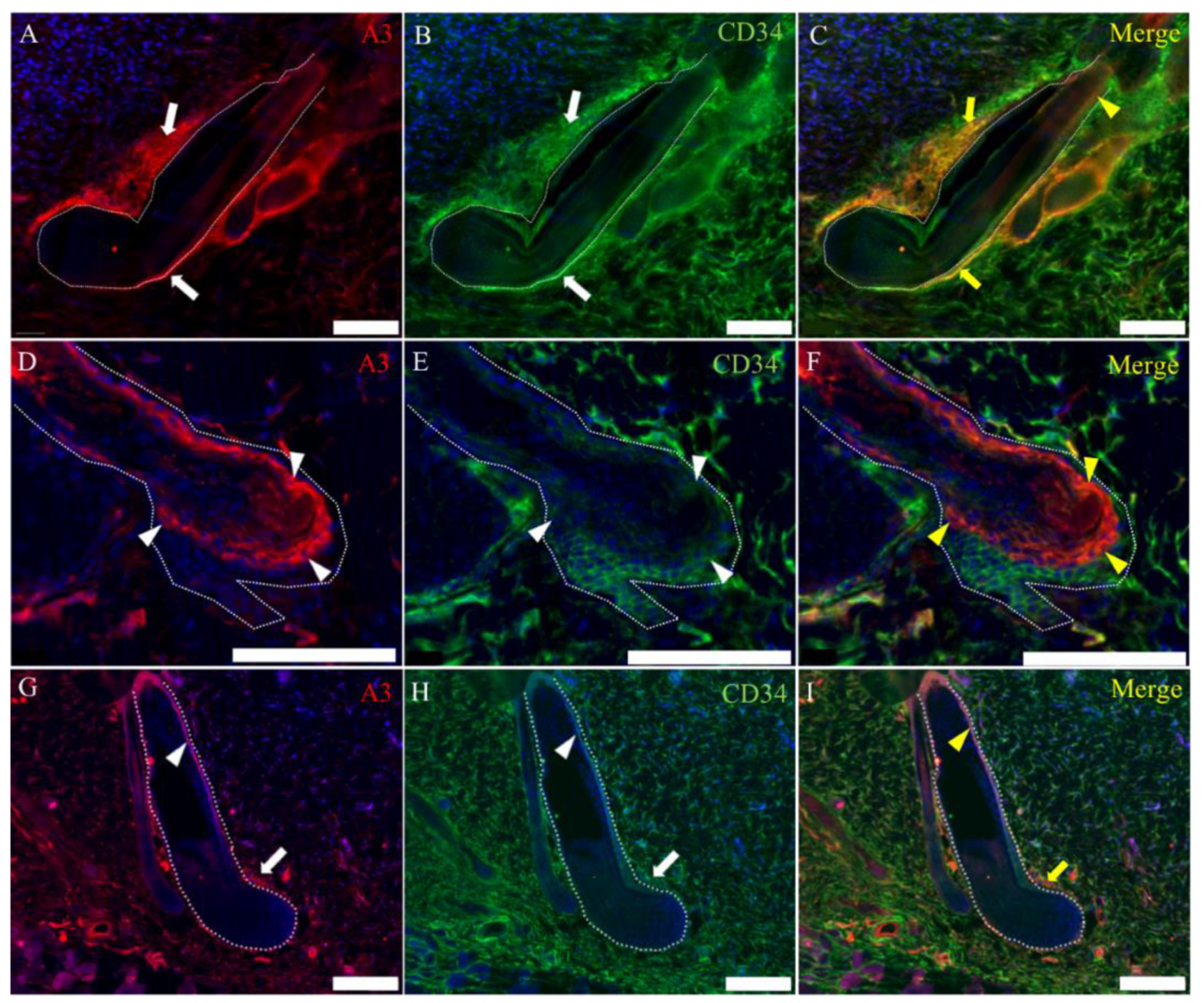 Ijms 21 03806 g009 Ijms 21 03806 g009