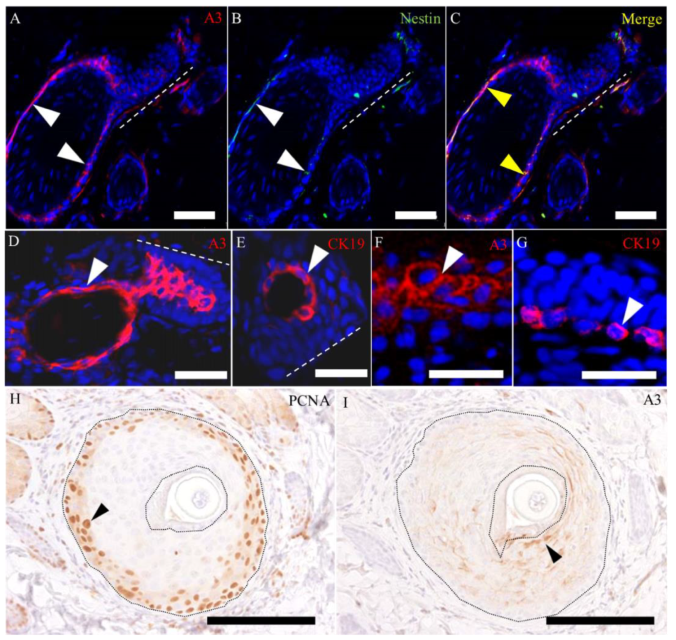 Ijms 21 03806 g010 Ijms 21 03806 g010