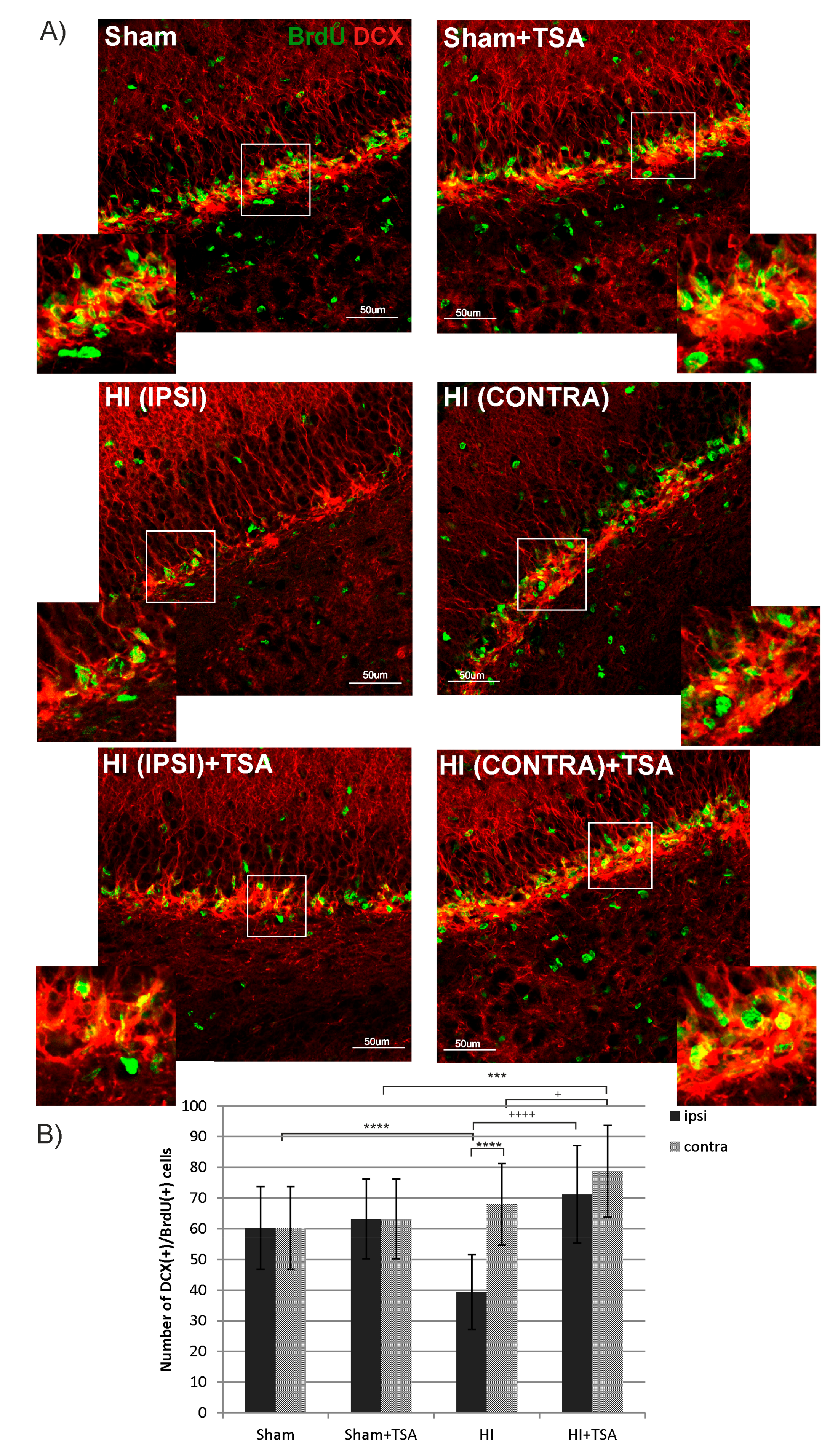 Ijms 21 03808 g004 Ijms 21 03808 g004
