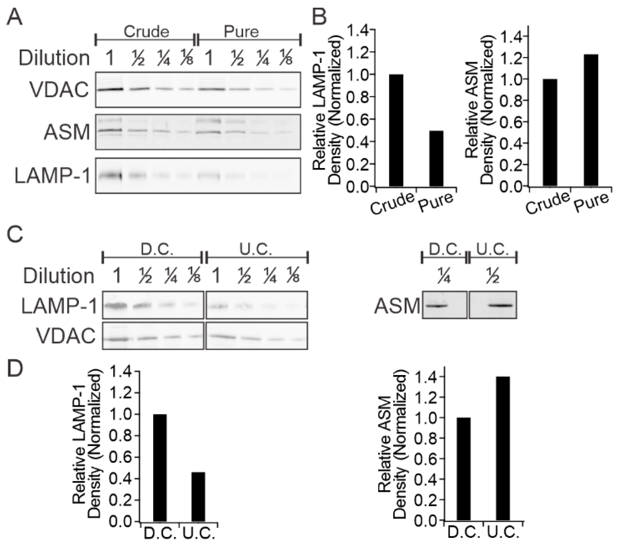 Ijms 21 03830 g005 Ijms 21 03830 g005