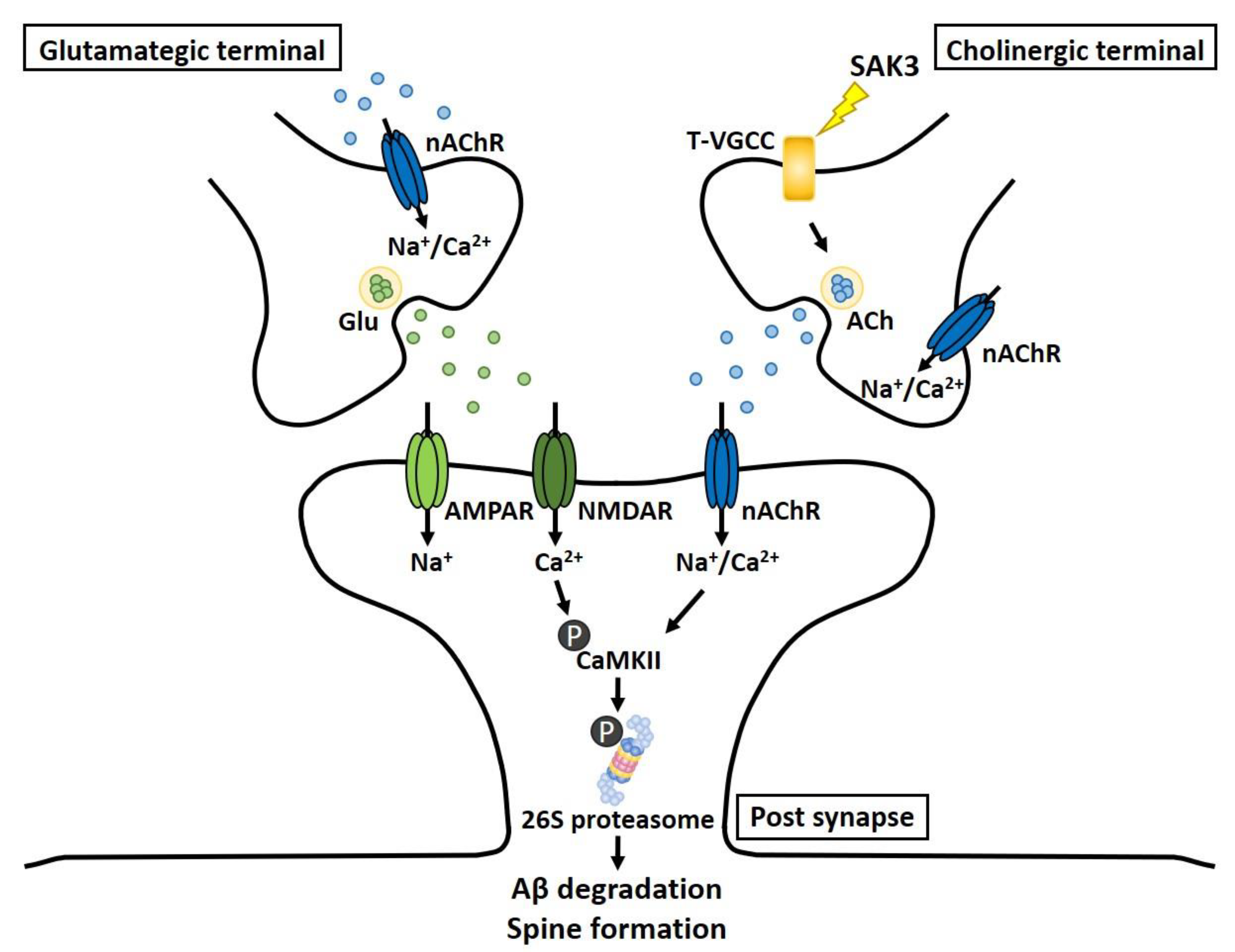 Ijms 21 03833 g008 Ijms 21 03833 g008