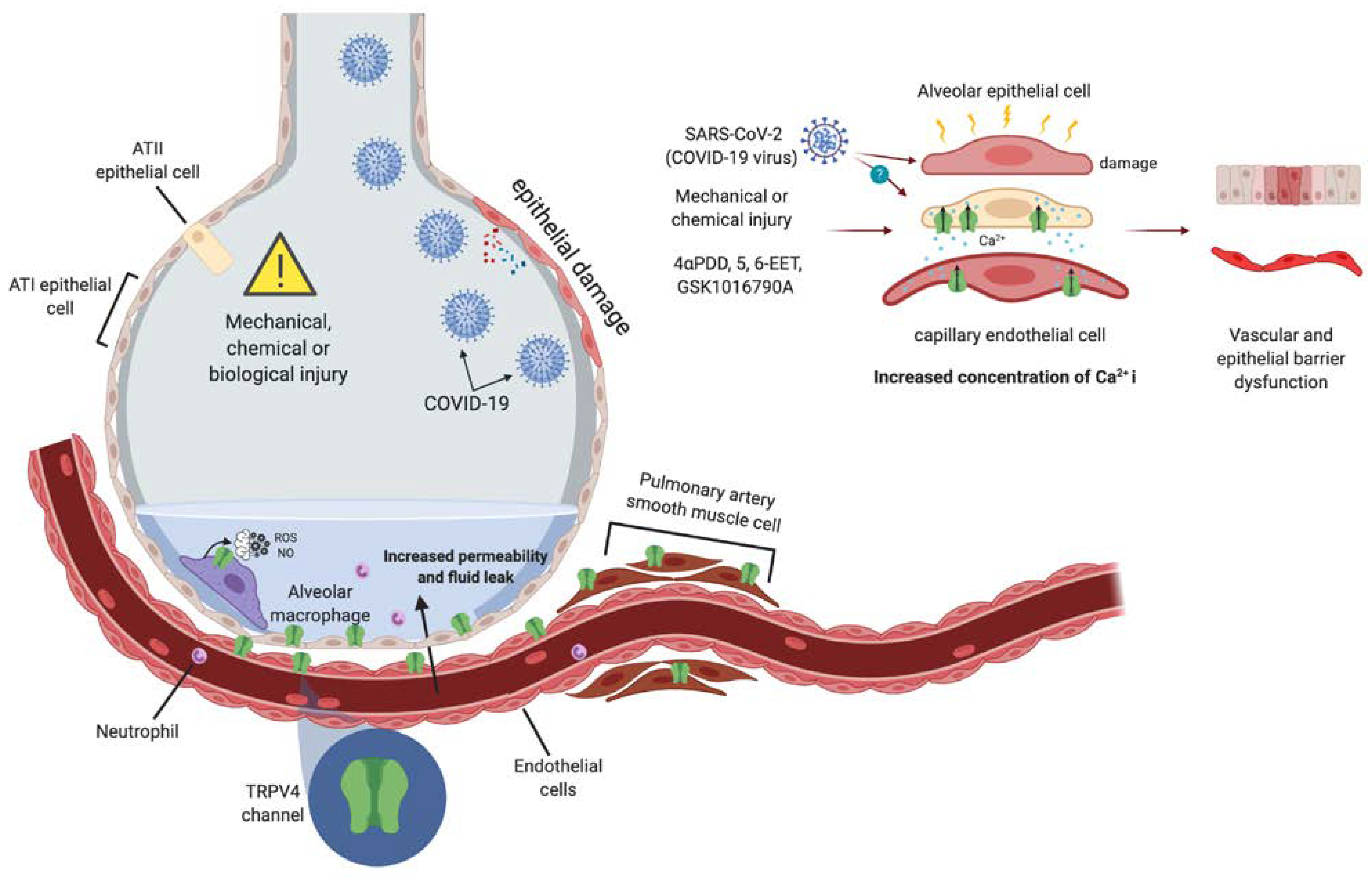 Serotonin Syndrome Symptoms Ati