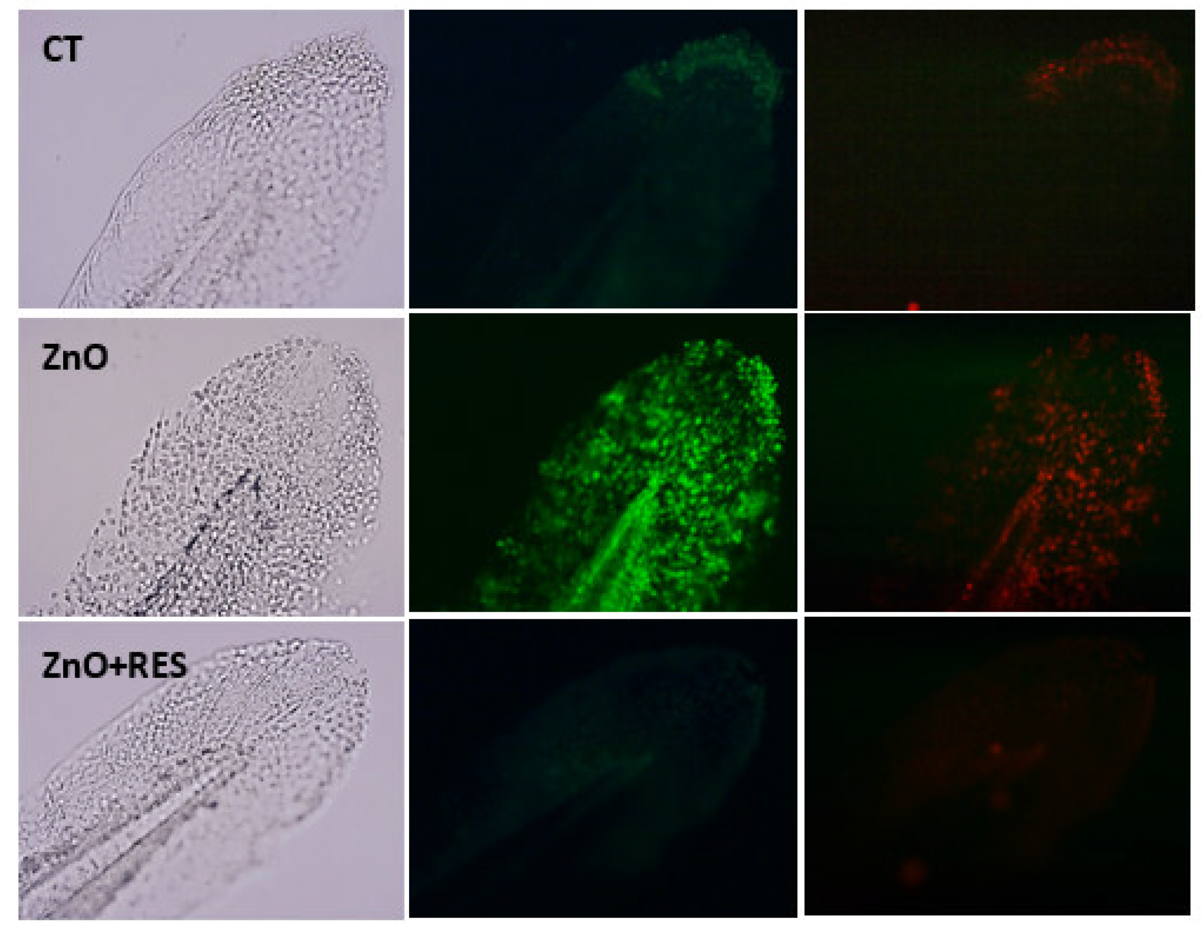 Ijms 21 03838 g007 Ijms 21 03838 g007