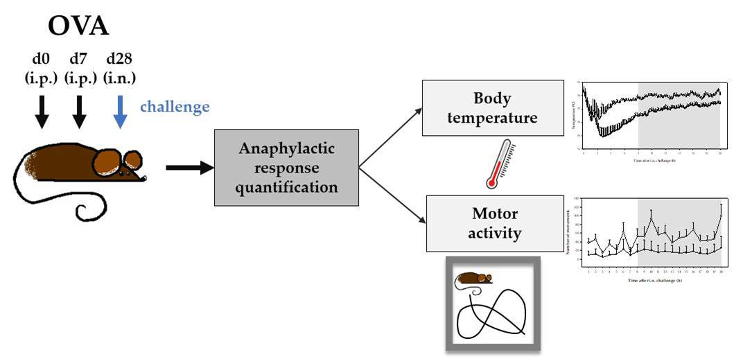 IJMS Free FullText Development and Characterization of an Allergic