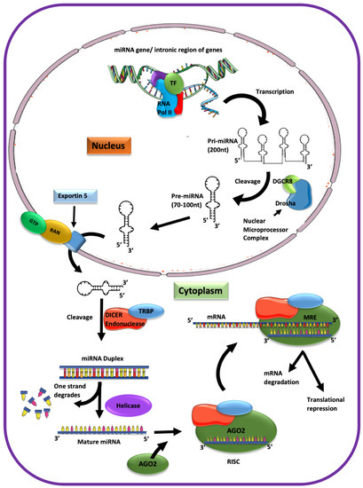 IJMS | Free Full-Text | The Role of MicroRNA in the Airway Surface ...