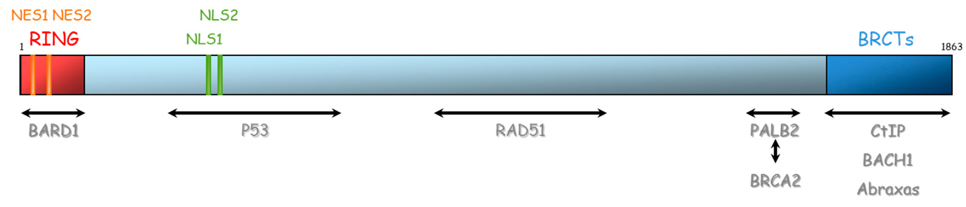 Ijms 21 03850 g004
