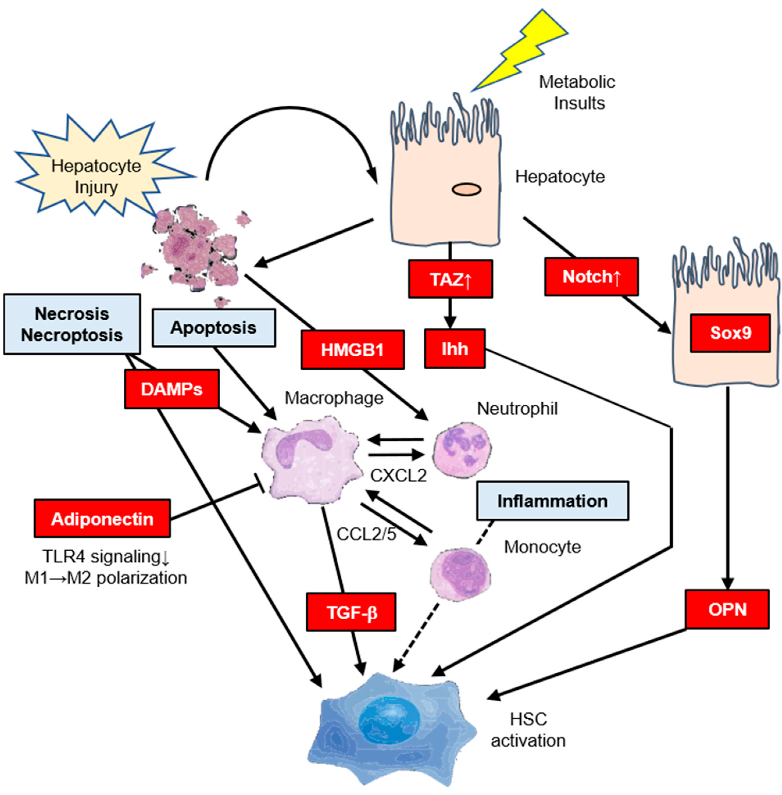 Ijms 21 03863 g002 Ijms 21 03863 g002