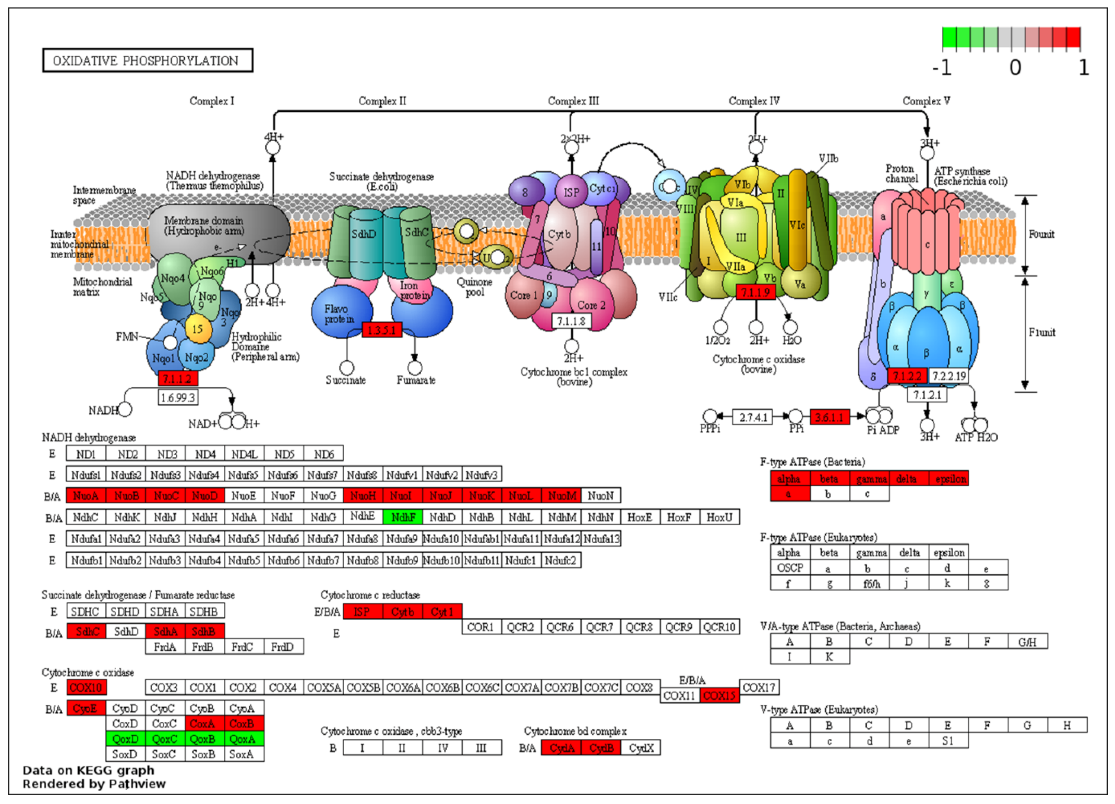 Ijms 21 03870 g005 Ijms 21 03870 g005