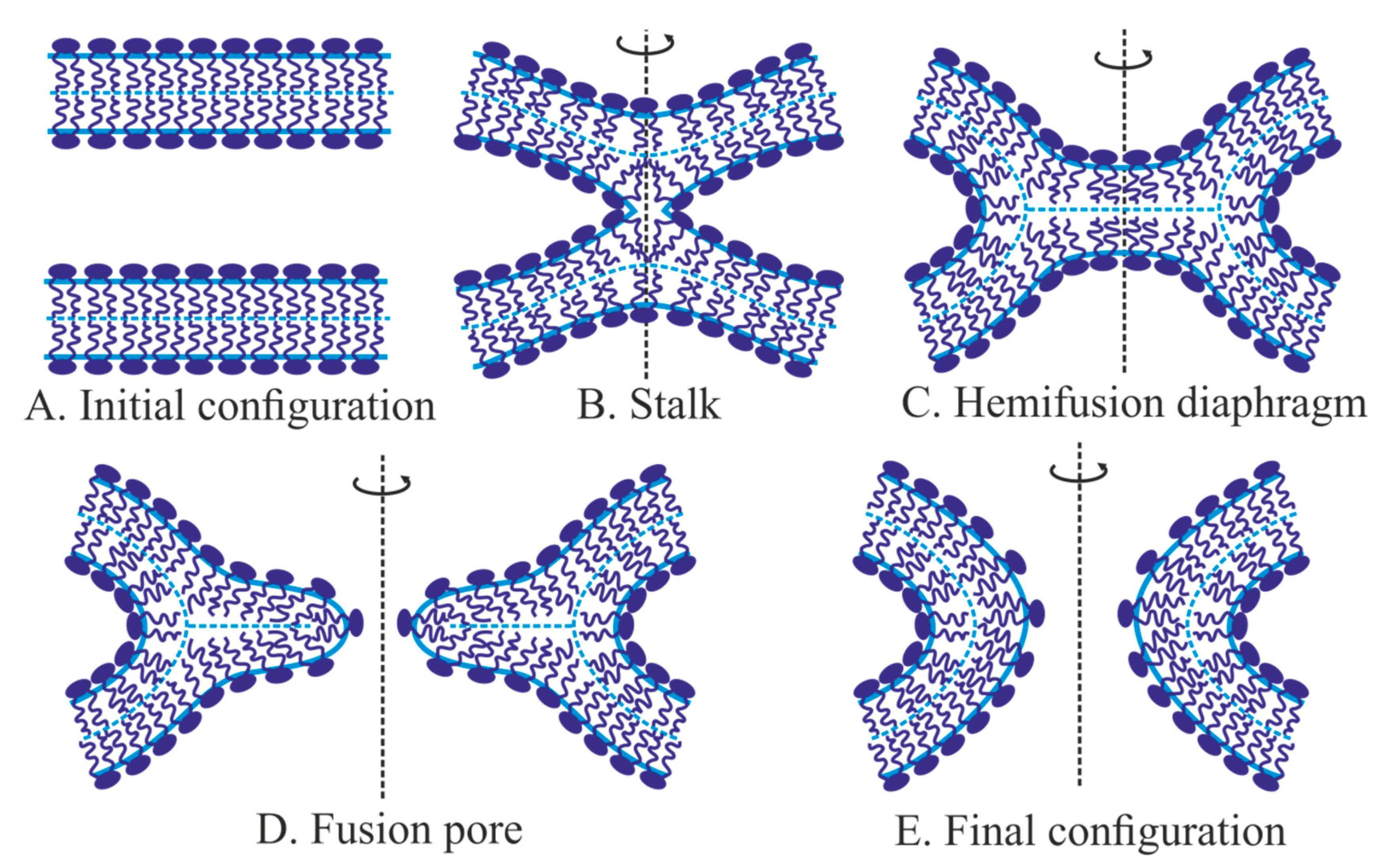 Ijms 21 03875 g004 Ijms 21 03875 g004