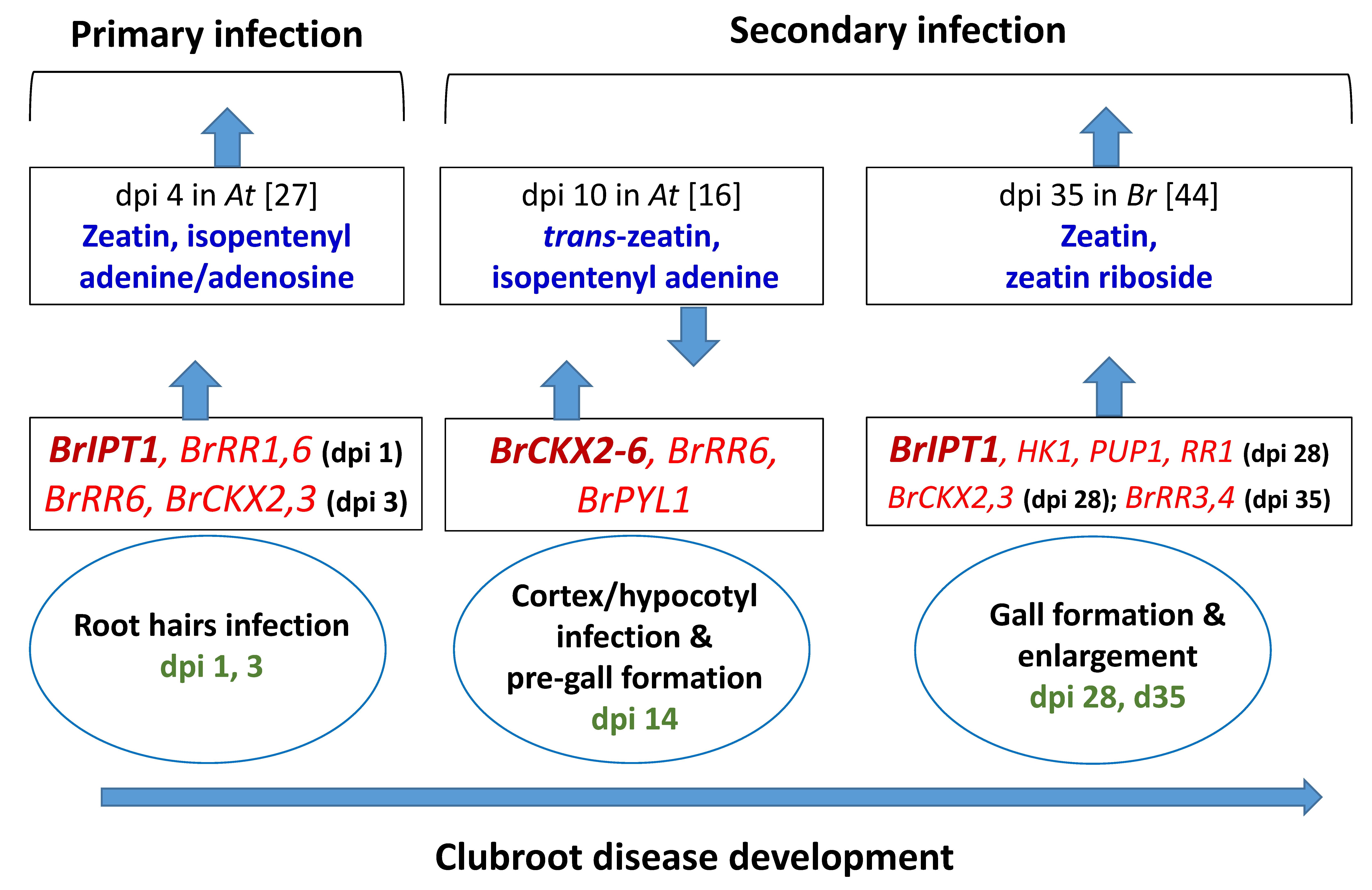 Ijms 21 03896 g008 Ijms 21 03896 g008