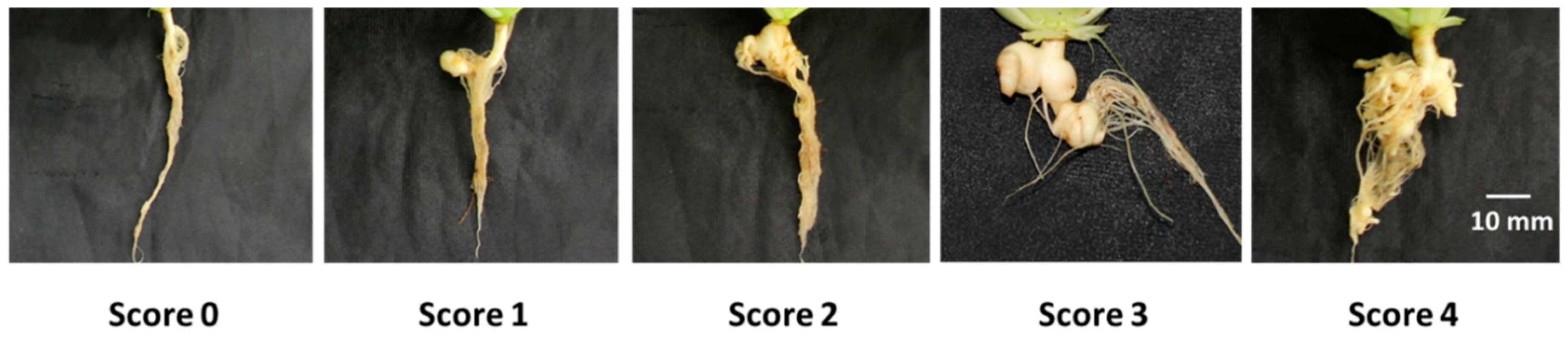 Ijms 21 03896 g009 Ijms 21 03896 g009