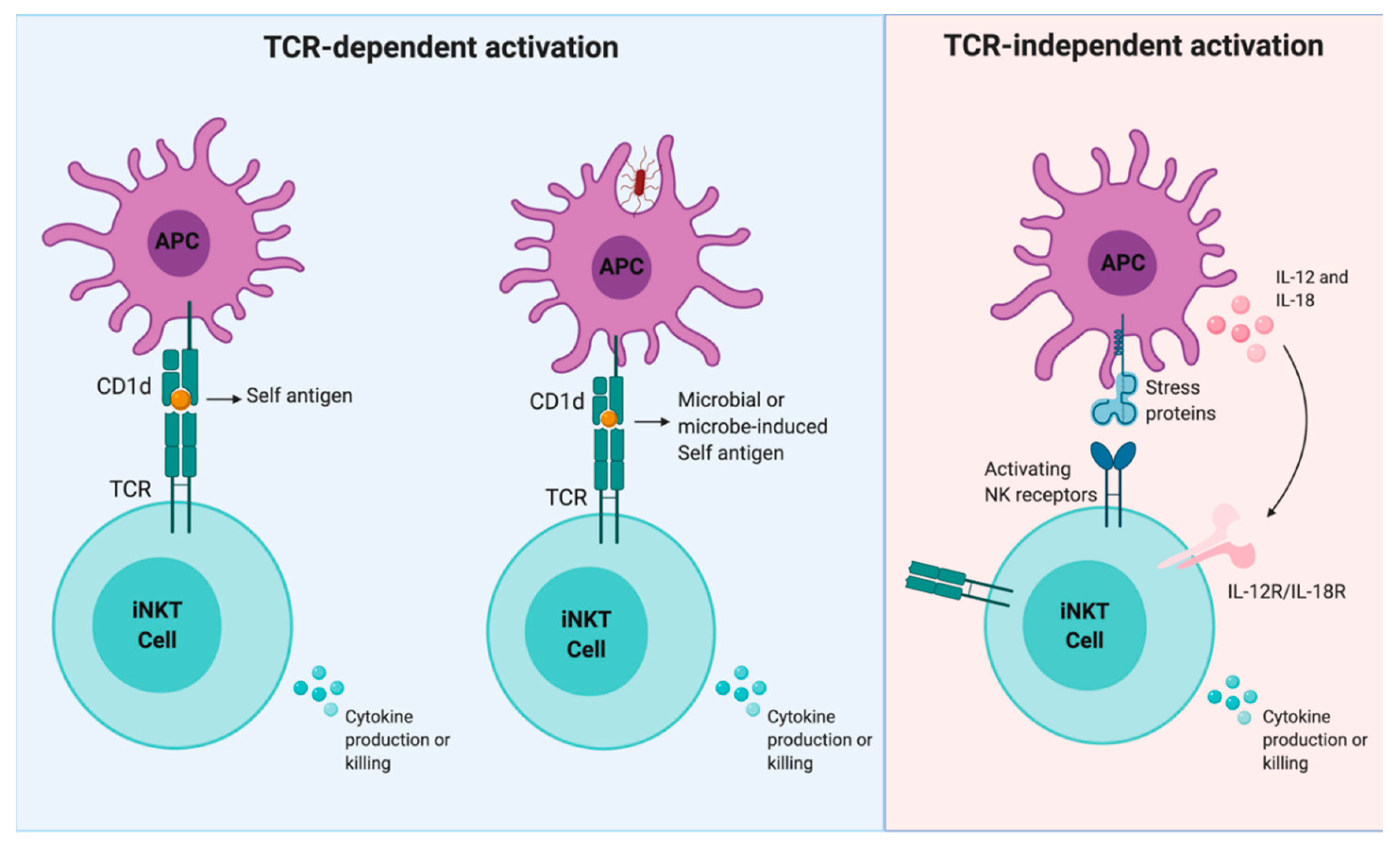 ijms free full text license to kill when inkt cells are granted the use of lethal cytotoxicity html