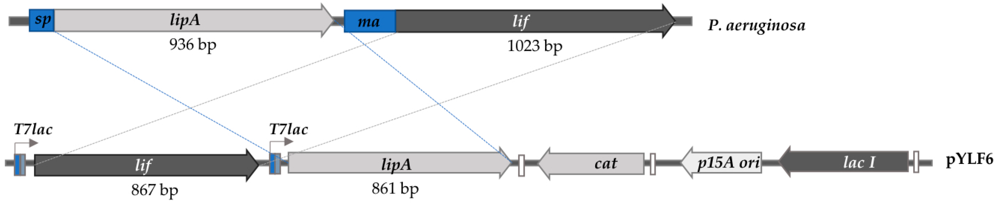 Ijms 21 03925 g001 Ijms 21 03925 g001