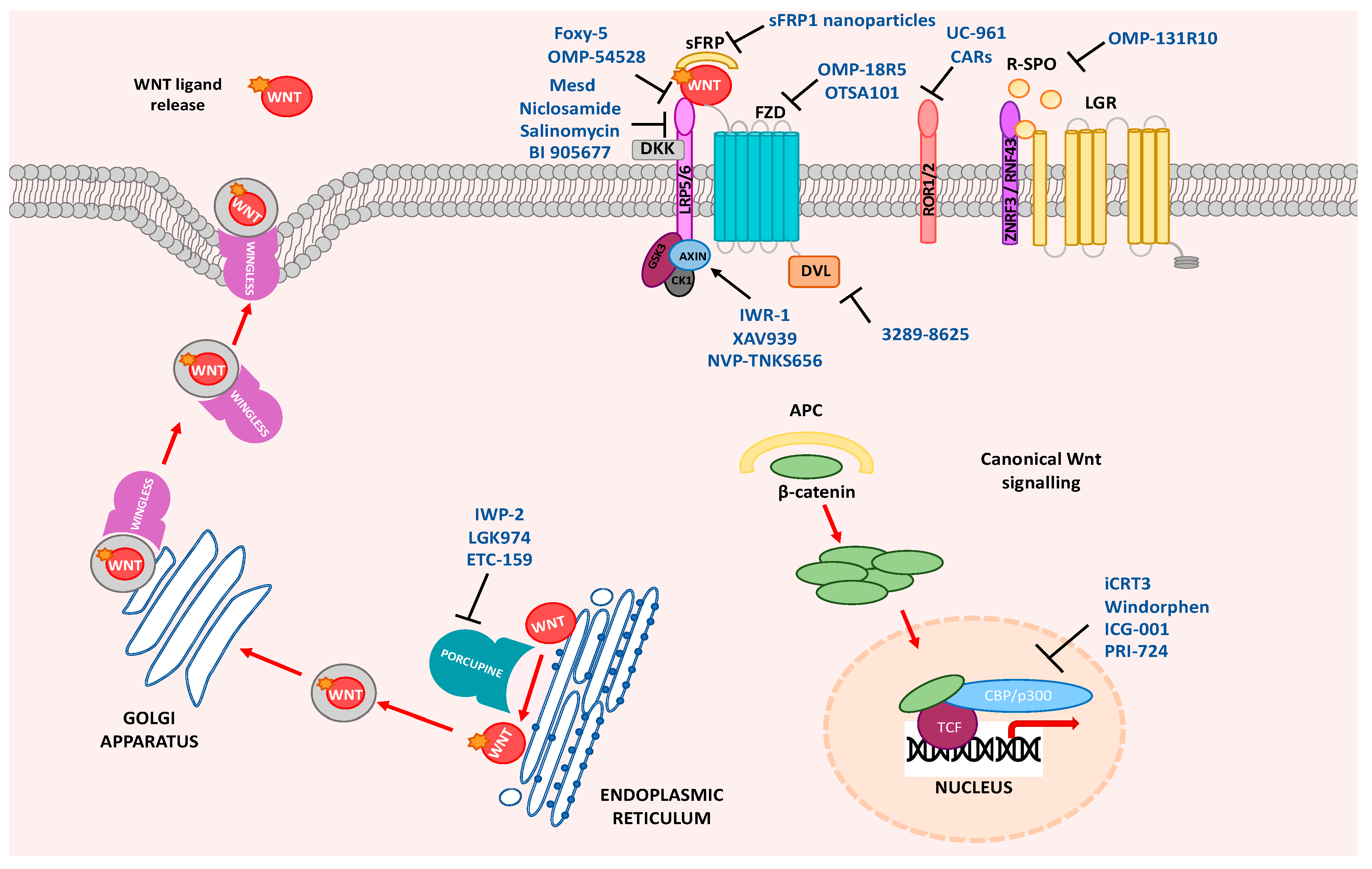 Ijms Free Full Text Targeting Wnt Signaling For The Treatment Of Free