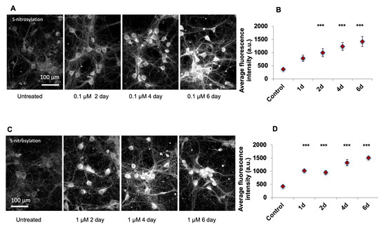 Ijms Free Full Text Low Doses Of Arsenic In A Mouse Model Of Human Exposure And In Neuronal Culture Lead To S Nitrosylation Of Synaptic Proteins And Apoptosis Via Nitric Oxide