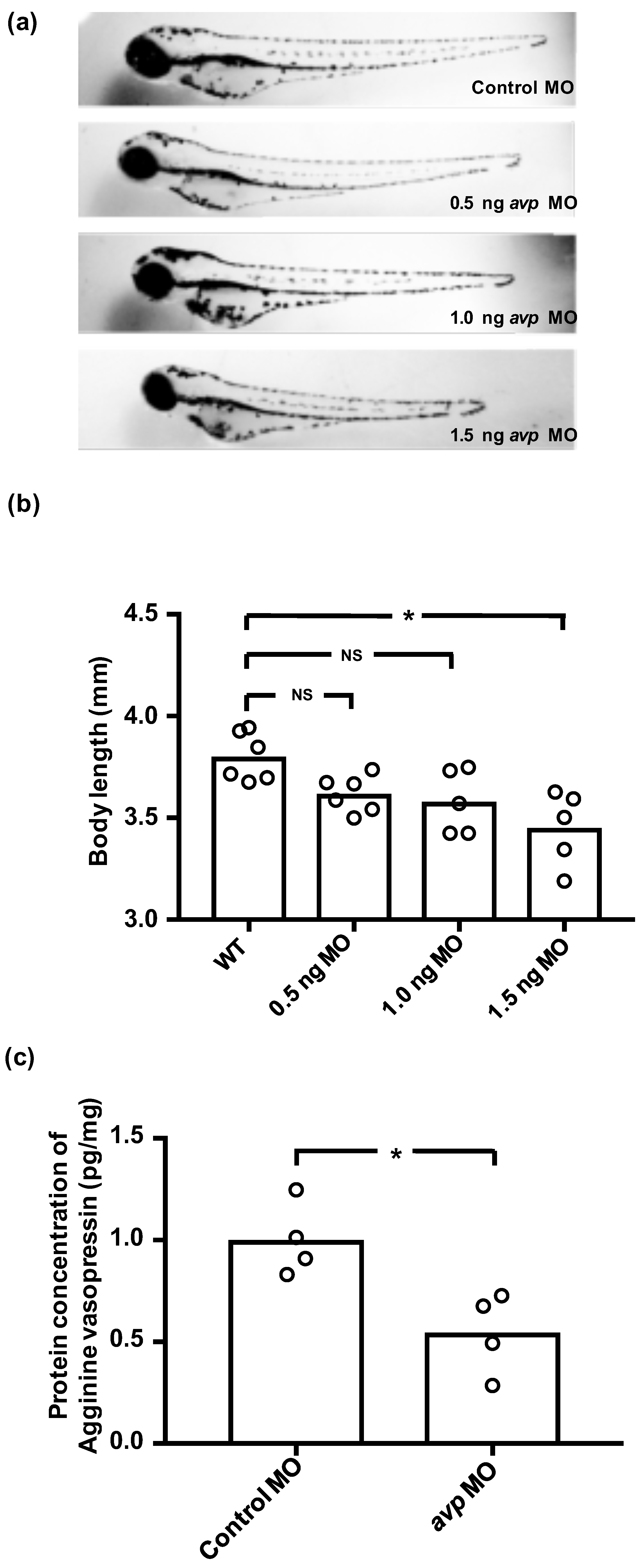 Ijms 21 03957 g002 Ijms 21 03957 g002