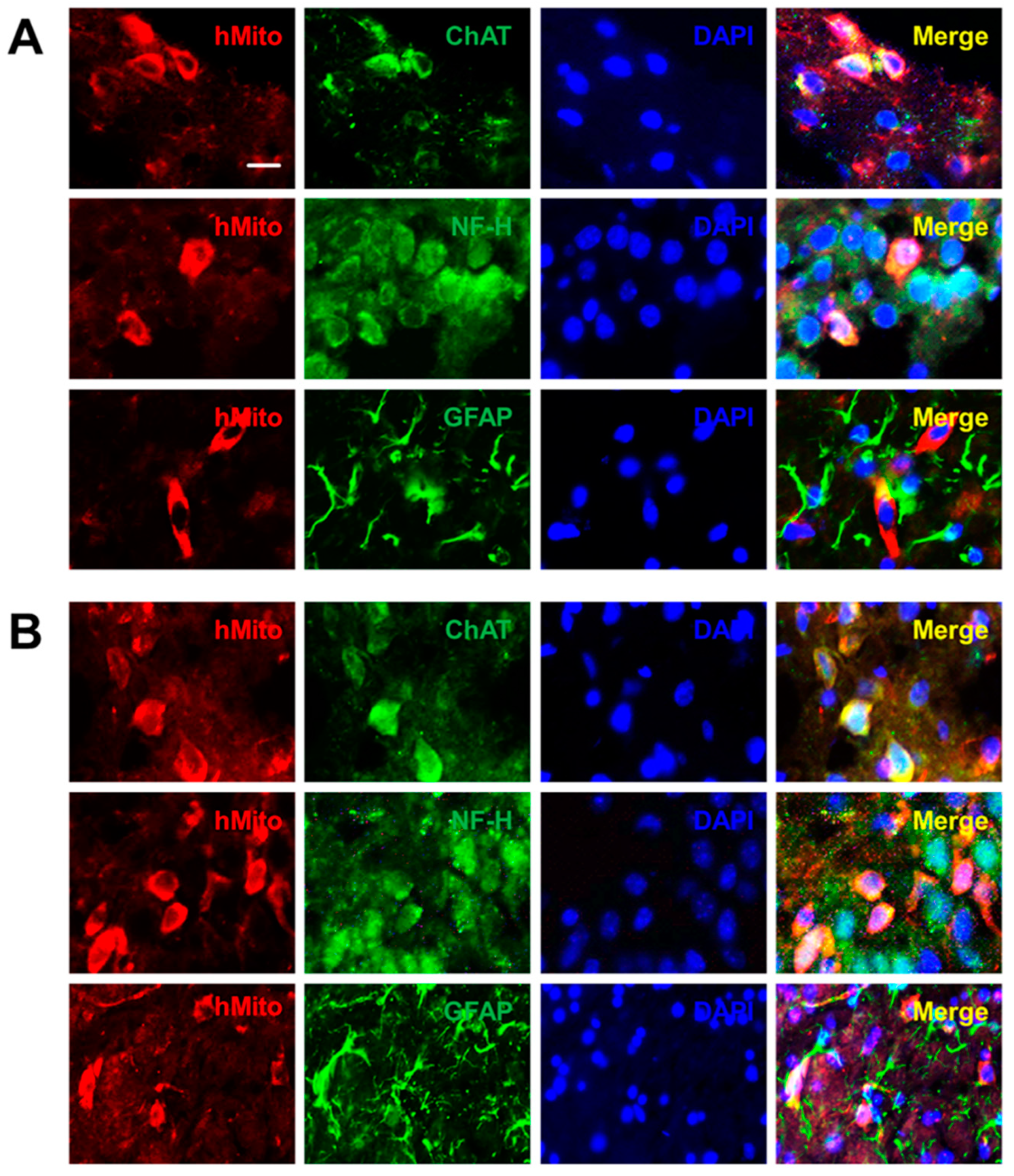 Ijms 21 03958 g001 Ijms 21 03958 g001