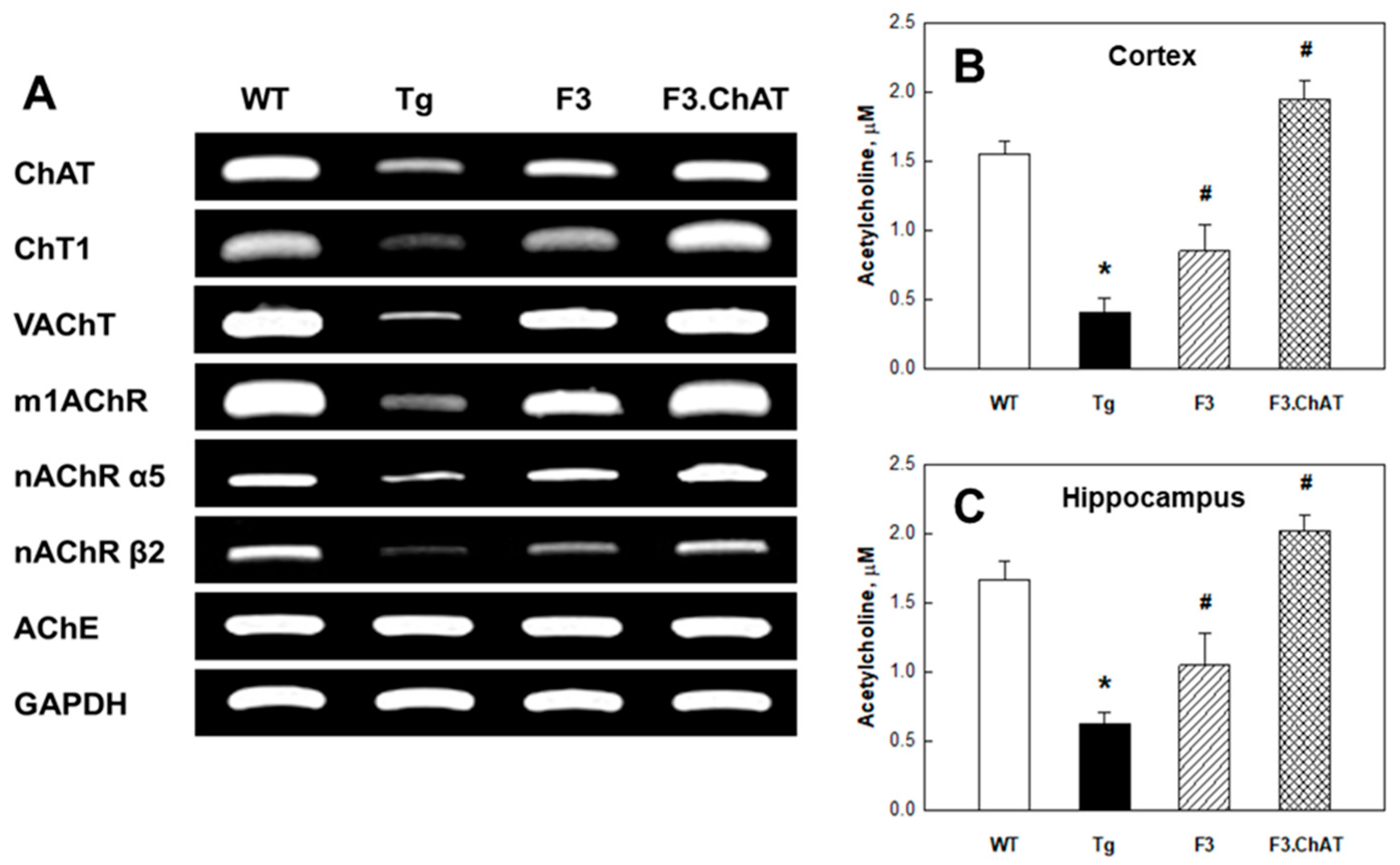 Ijms 21 03958 g002 Ijms 21 03958 g002