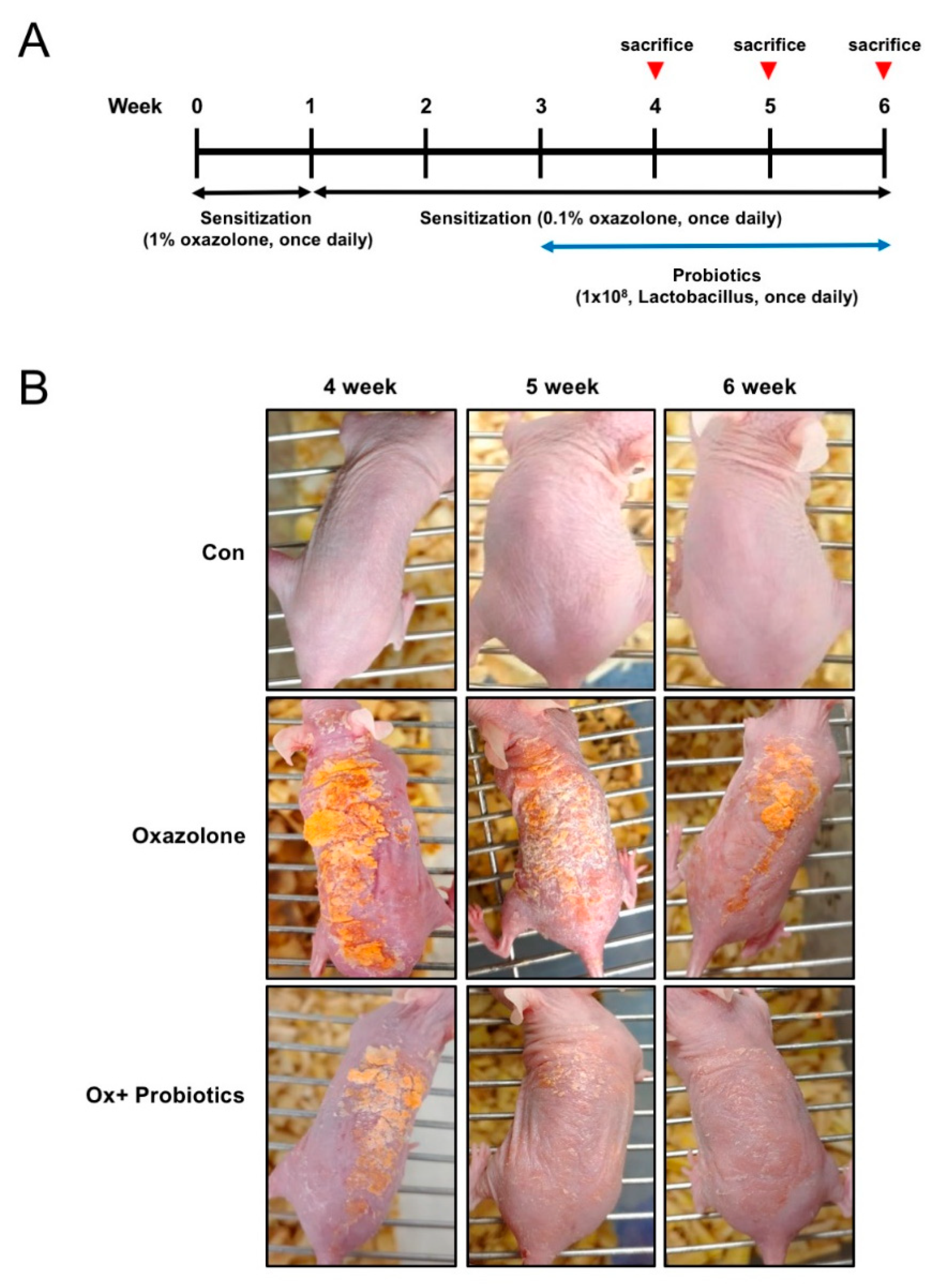 Ijms 21 03968 g001 Ijms 21 03968 g001