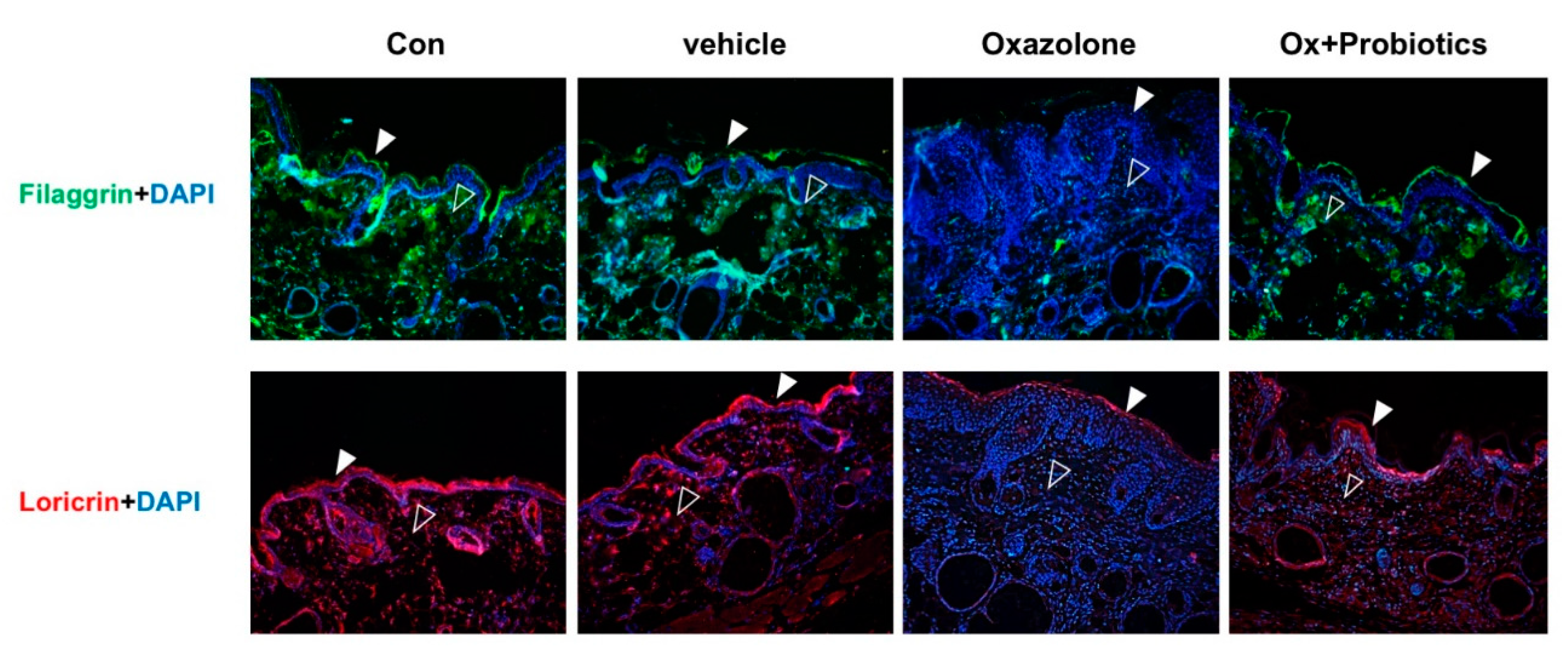 Ijms 21 03968 g004 Ijms 21 03968 g004