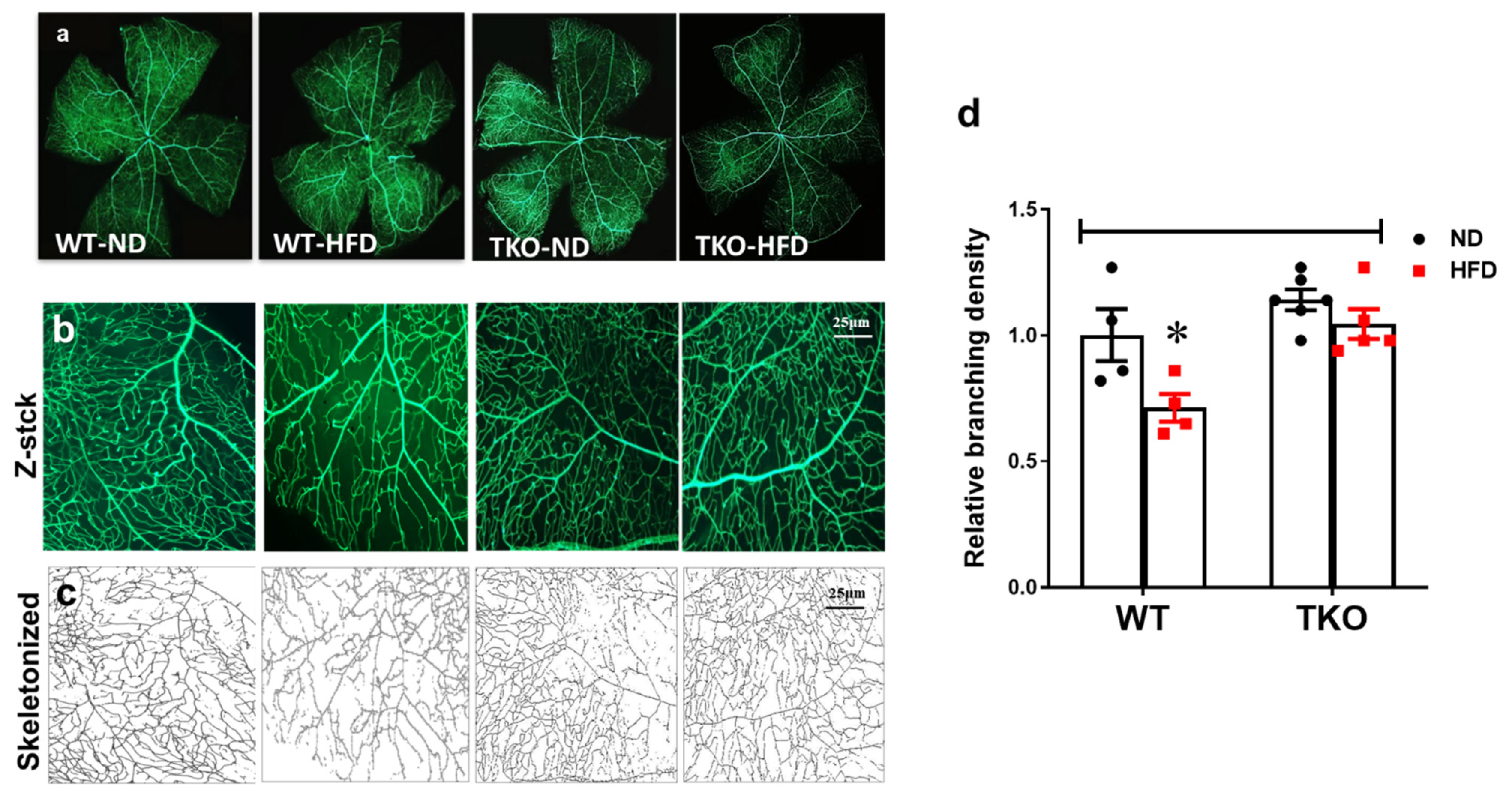 Ijms 21 03983 g009 Ijms 21 03983 g009