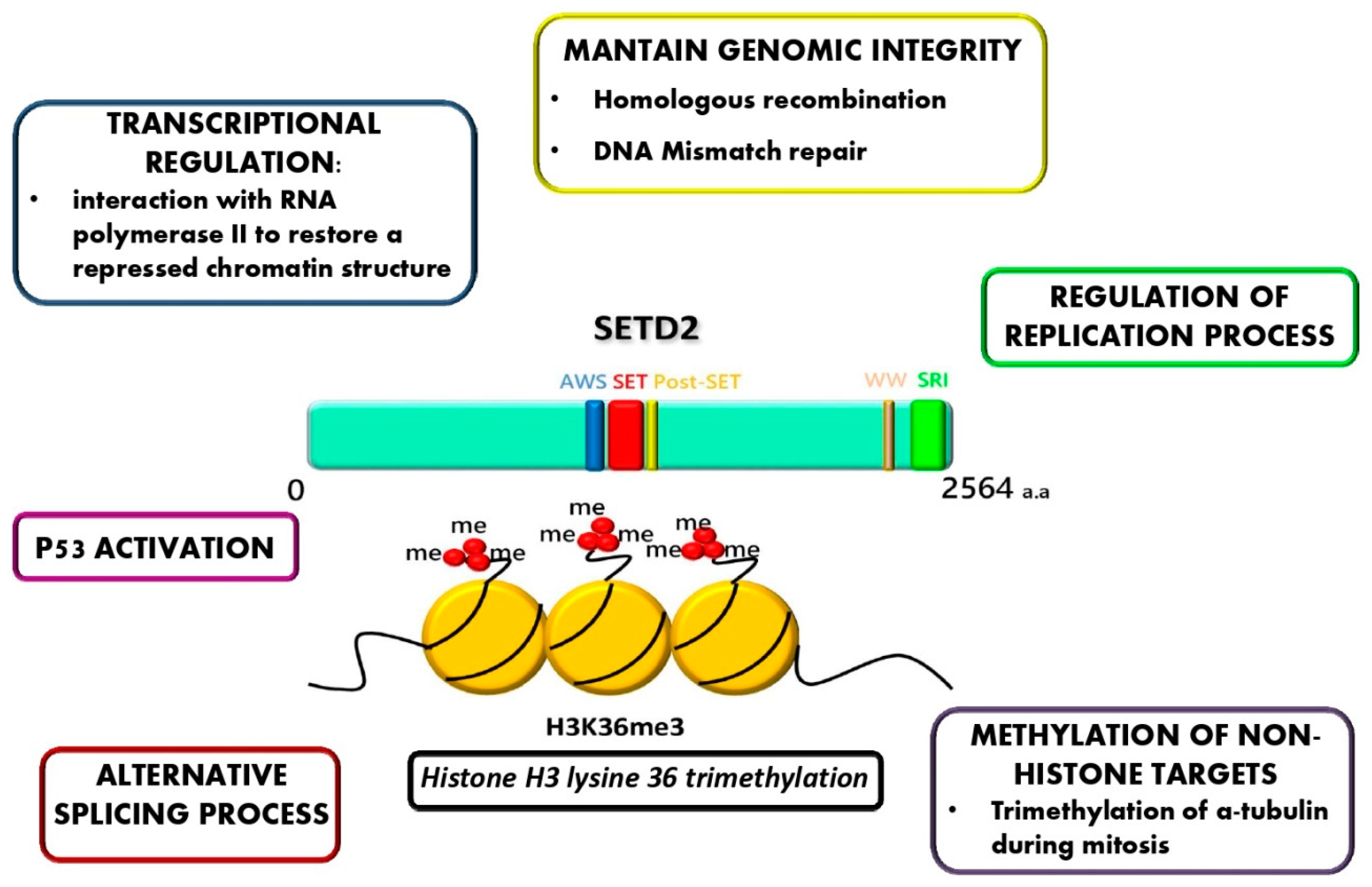 Ijms 21 03987 g002 Ijms 21 03987 g002
