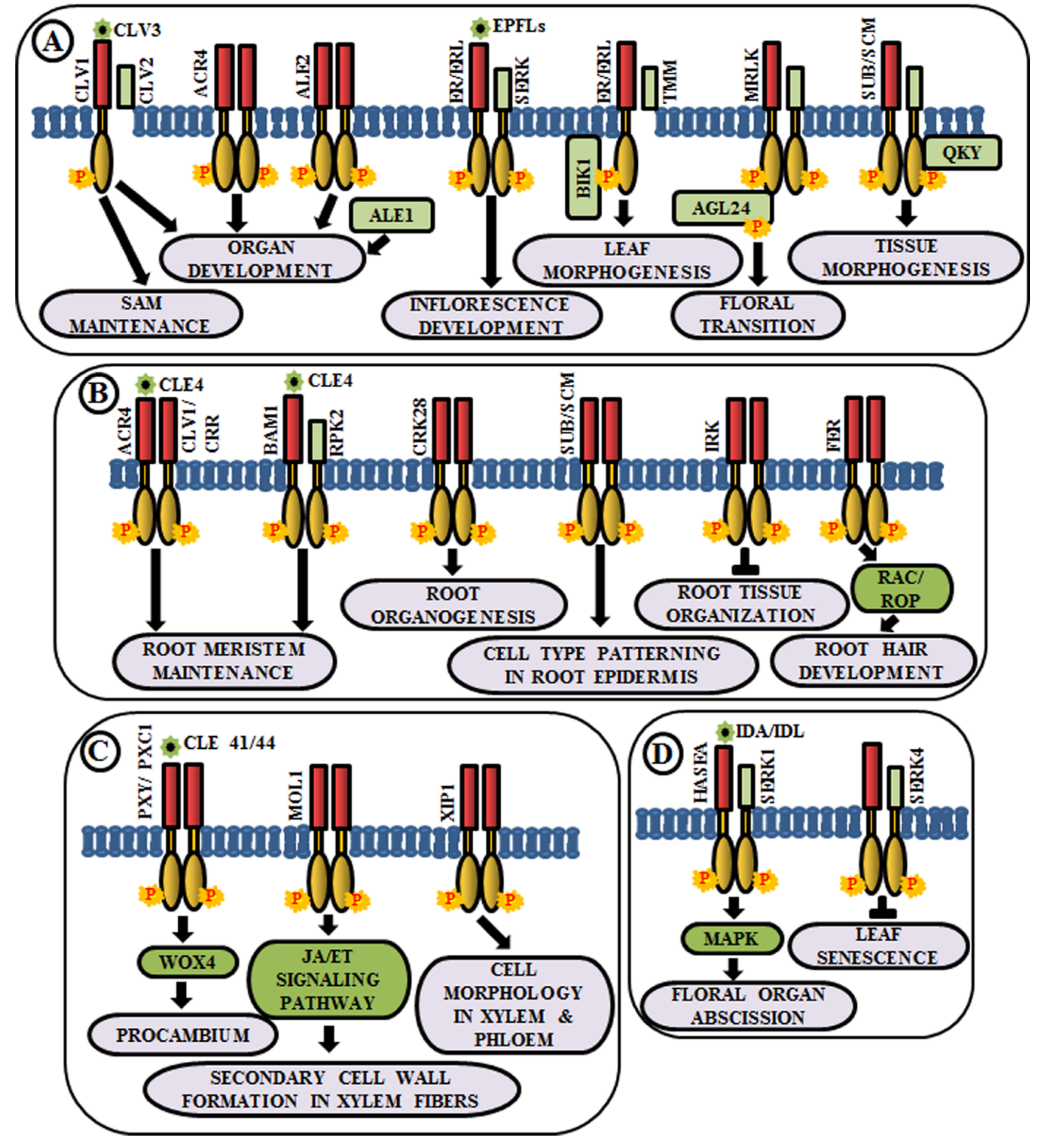 IJMS | Free Full-Text | Arabidopsis Transmembrane Receptor-Like Kinases  (RLKs): A Bridge between Extracellular Signal and Intracellular Regulatory  Machinery