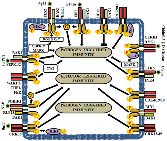 Arabidopsis Transmembrane Receptor-Like Kinases (RLKs): A Bridge ...