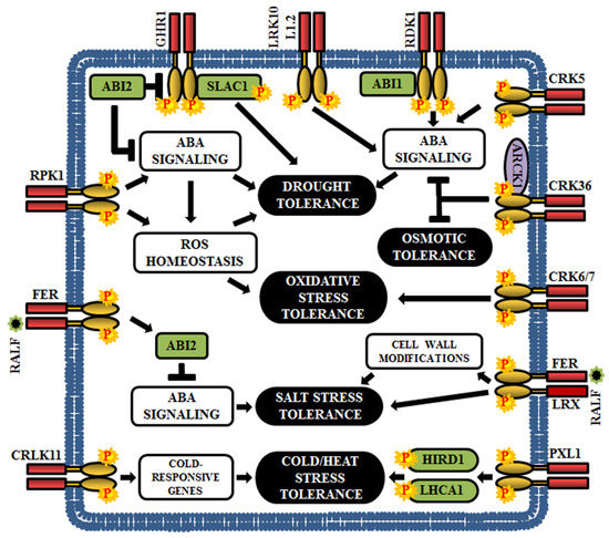 Rlk Rlck Arabidopsis Transmembrane Receptor-Like Kinases (RLKs): A Bridge ...