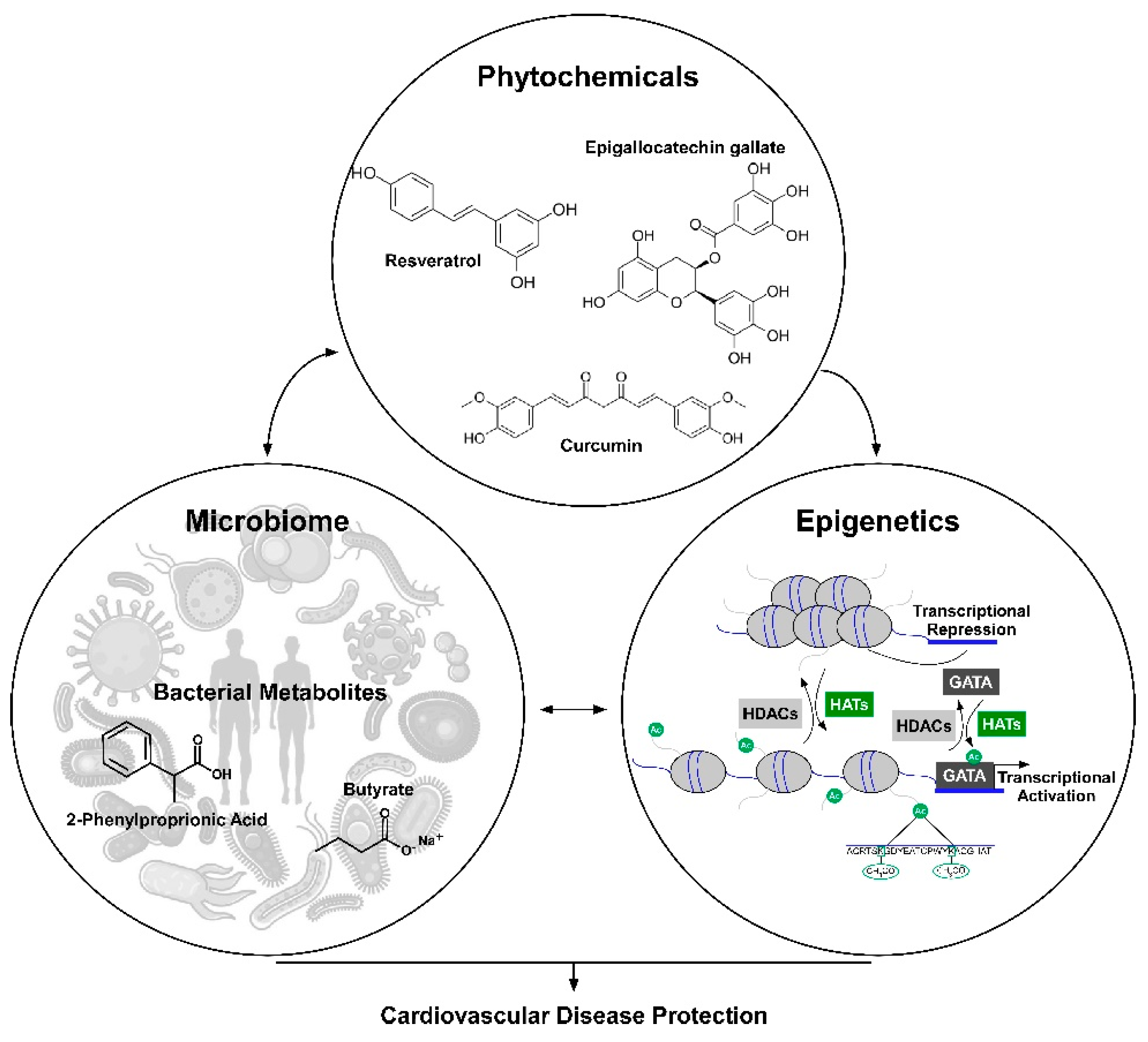 Ijms 21 04006 g001 Ijms 21 04006 g001