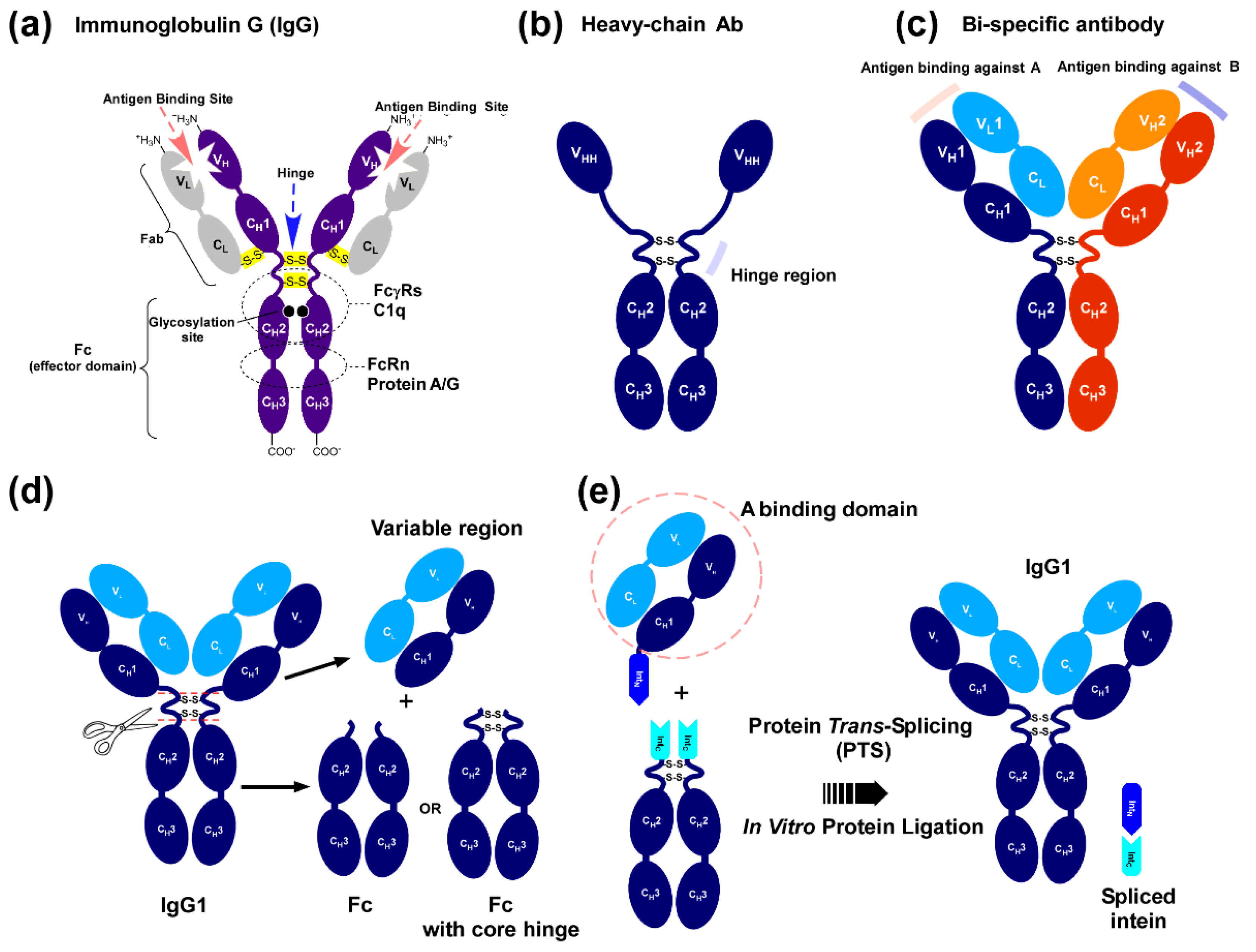 antibody-fc