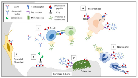 Anti-Citrullinated Protein Antibodies in Patients with Rheumatoid ...