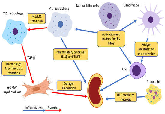 Ijms Free Full Text The Emerging Role Of Innate Immunity In Chronic Kidney Diseases Html
