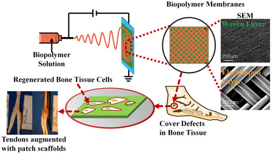 Recent Advances in Electrospun Sustainable Composites for