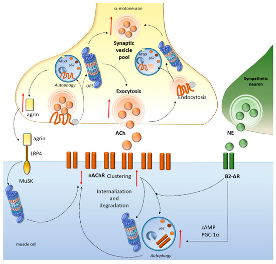 Cell-Clearing Systems Bridging Repeat Expansion