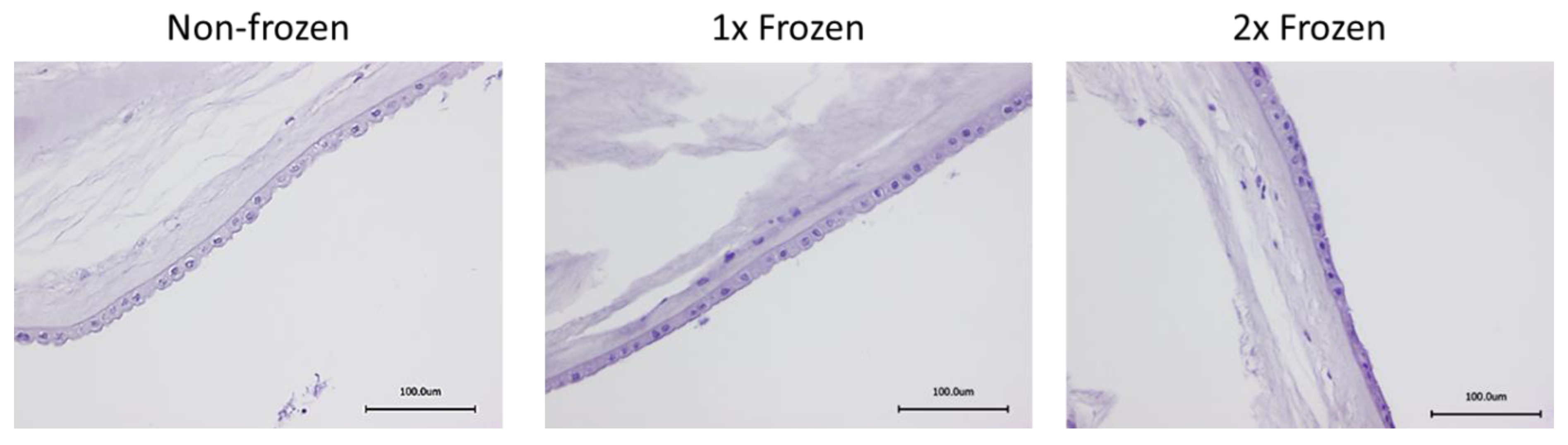 Ijms 21 04029 g002 Ijms 21 04029 g002