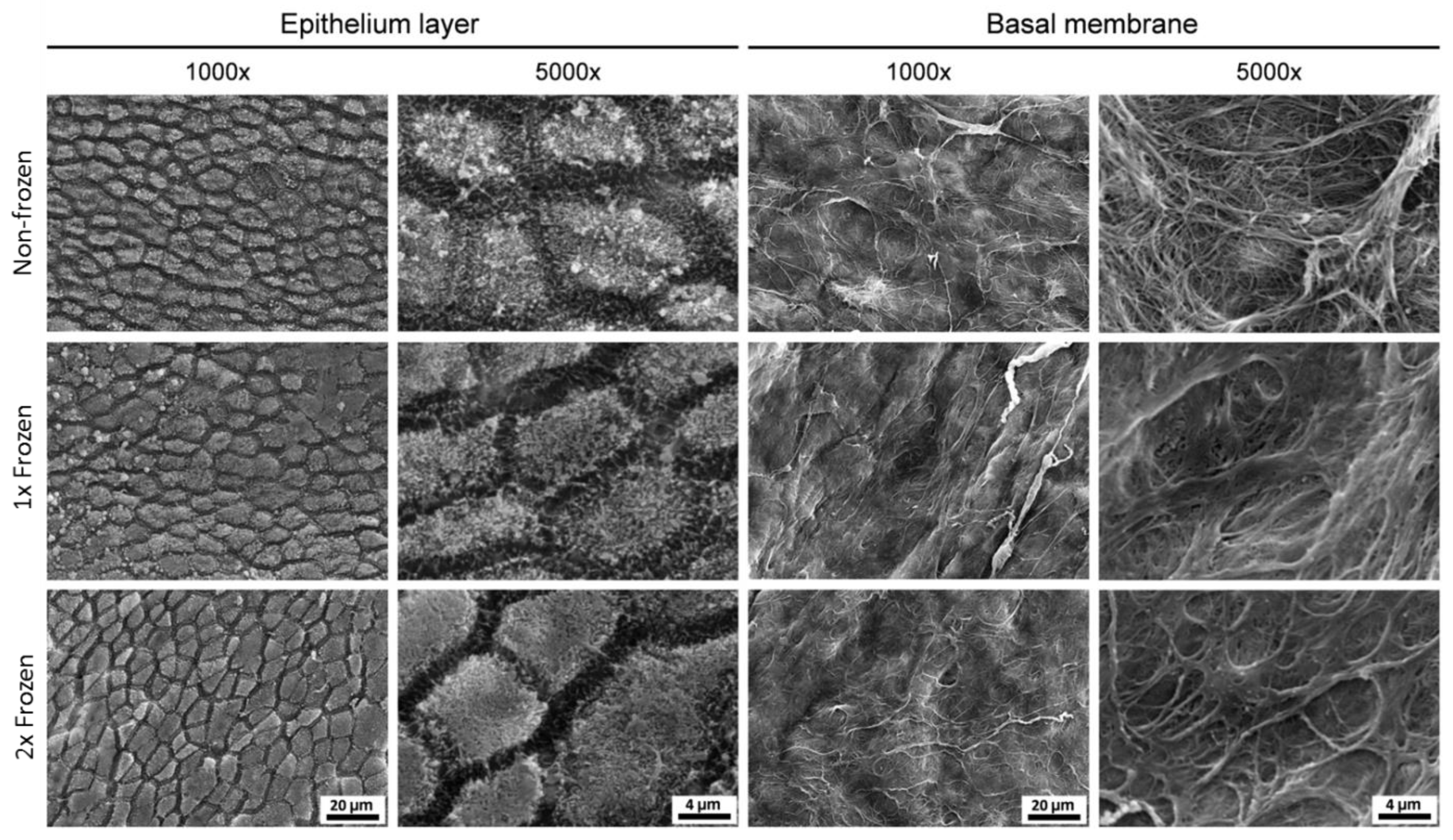 Ijms 21 04029 g003 Ijms 21 04029 g003