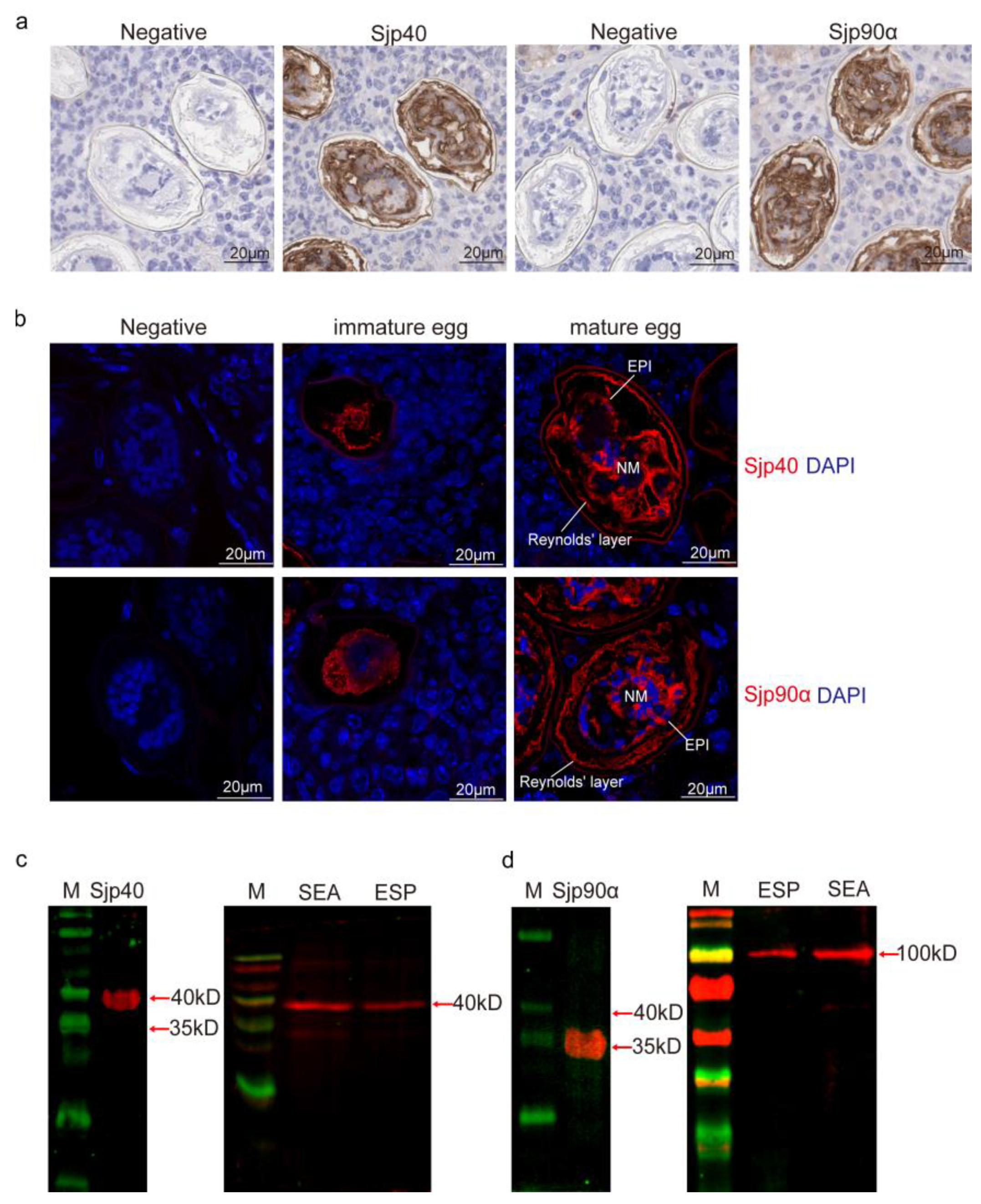 Ijms 21 04034 g003 Ijms 21 04034 g003