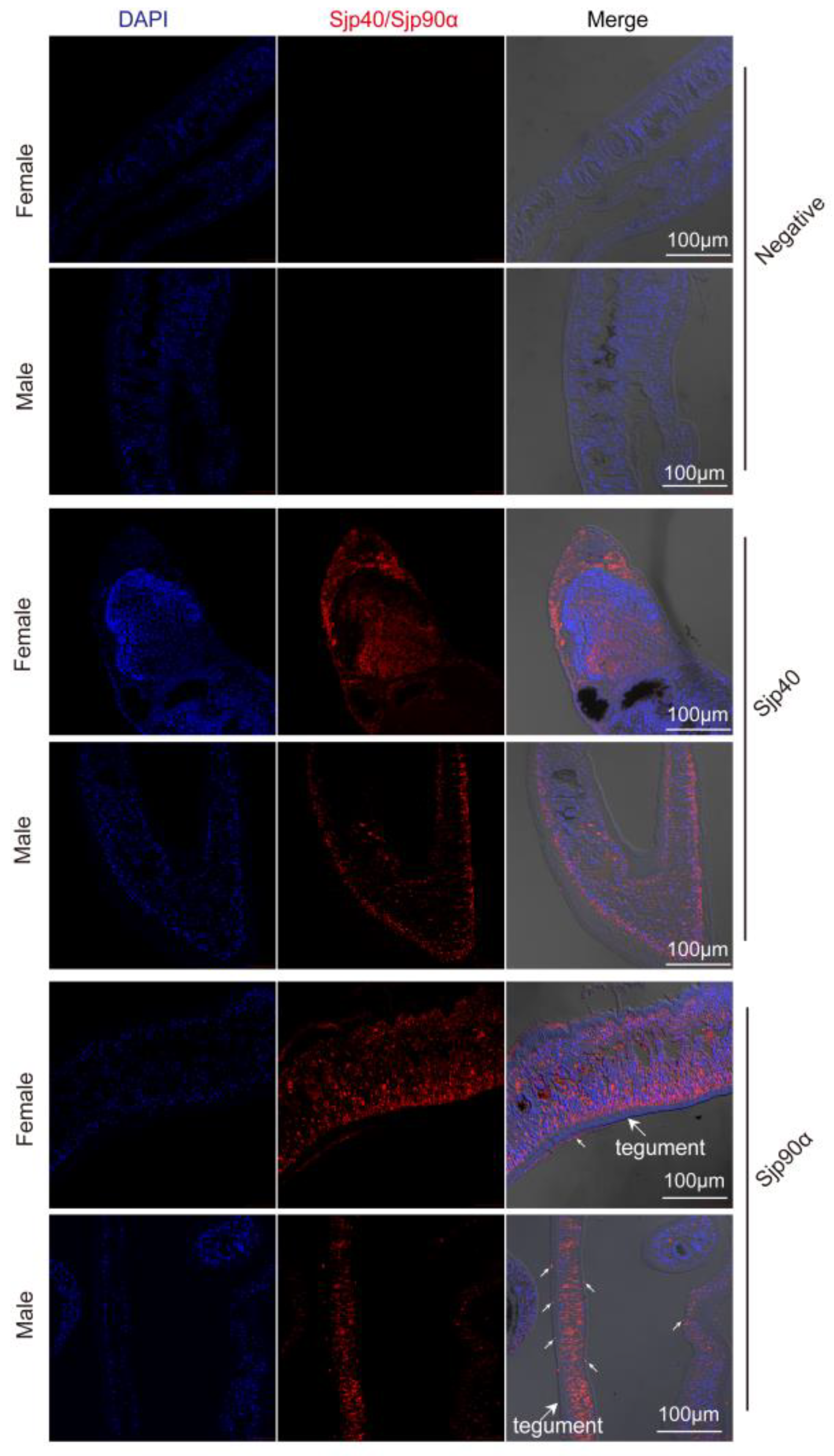 Ijms 21 04034 g004 Ijms 21 04034 g004