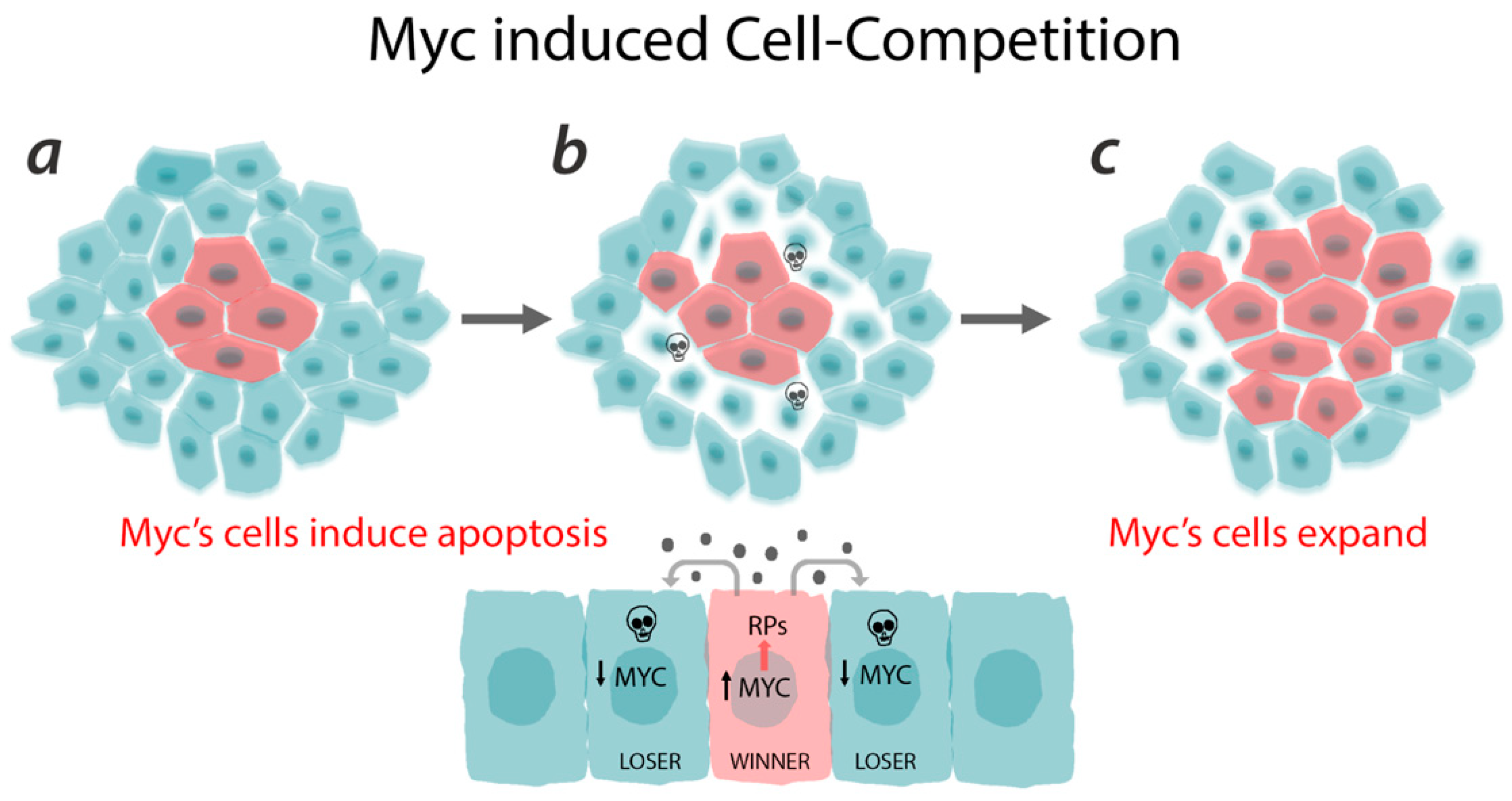 Ijms 21 04037 g004 Ijms 21 04037 g004