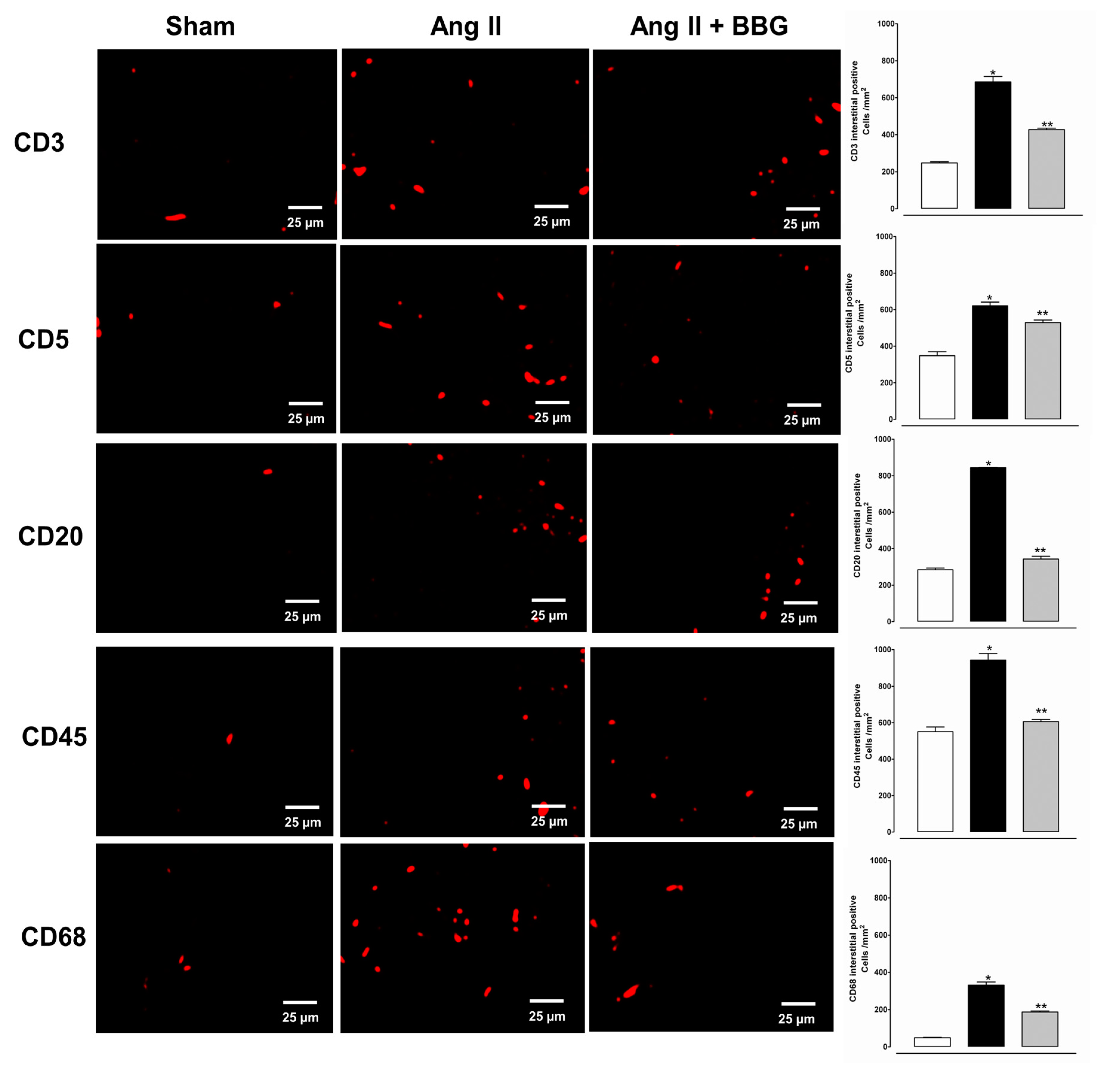 Ijms 21 04041 g005 Ijms 21 04041 g005