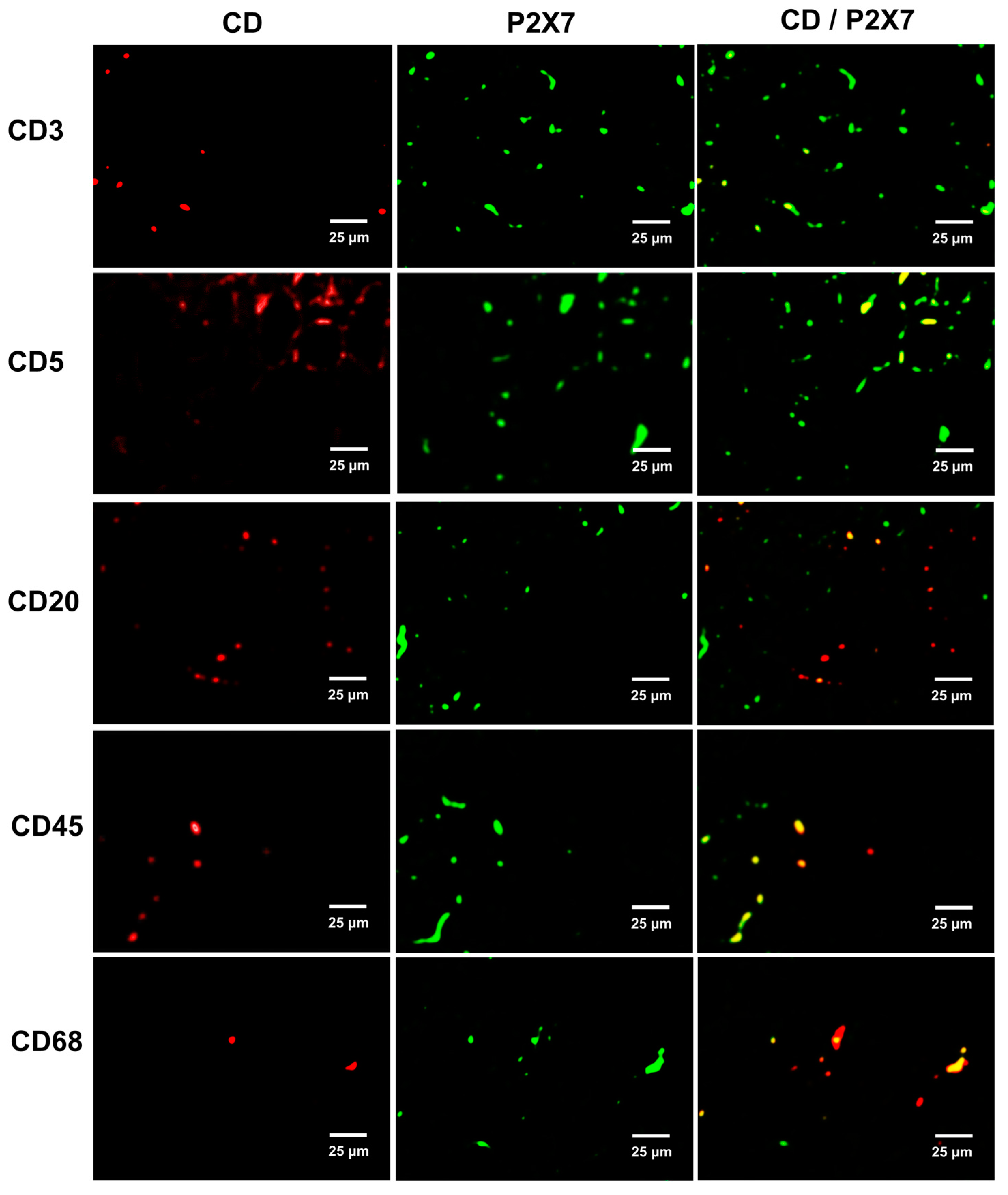 Ijms 21 04041 g006 Ijms 21 04041 g006