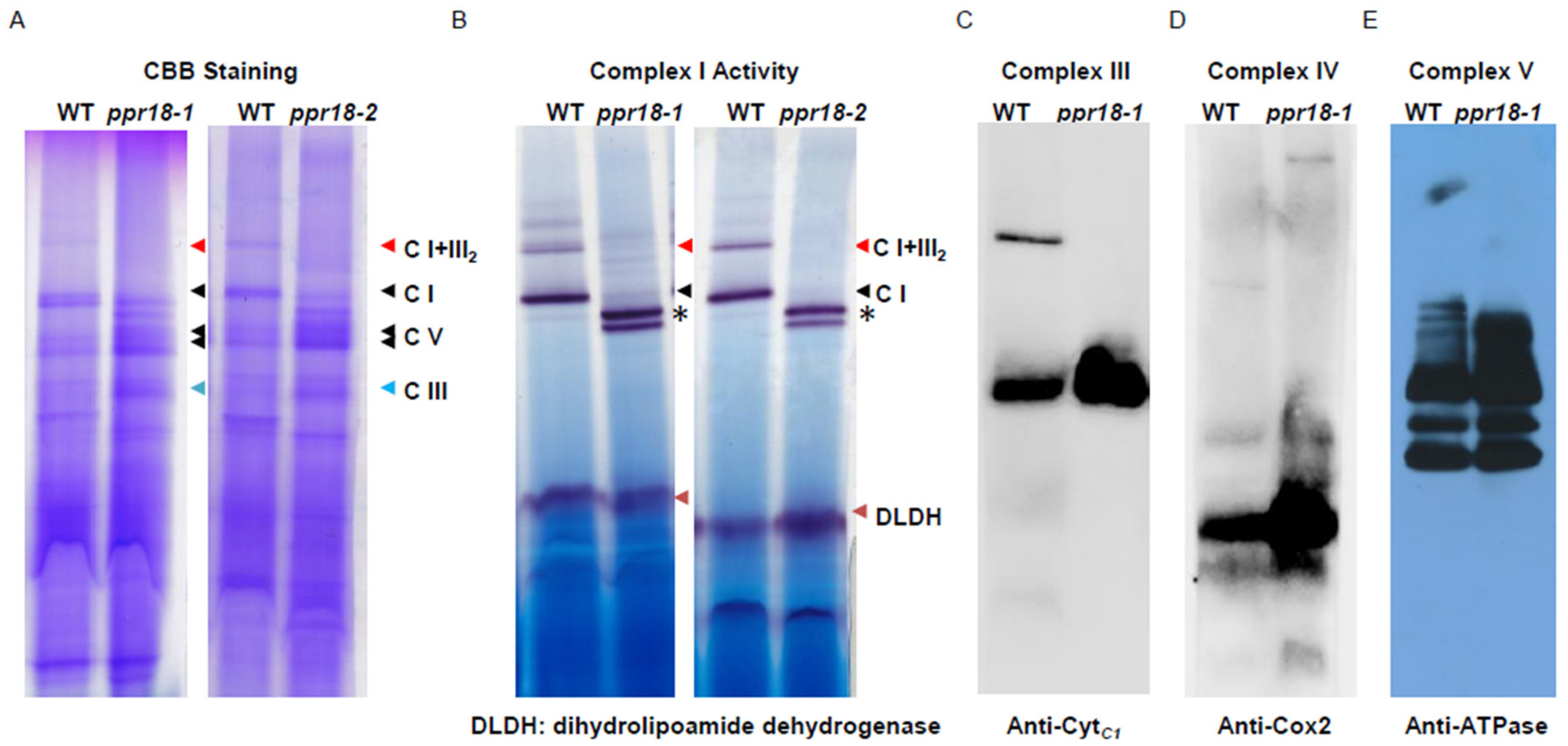 The Mitochondrial Pentatricopeptide Repeat Protein PPR18 Is